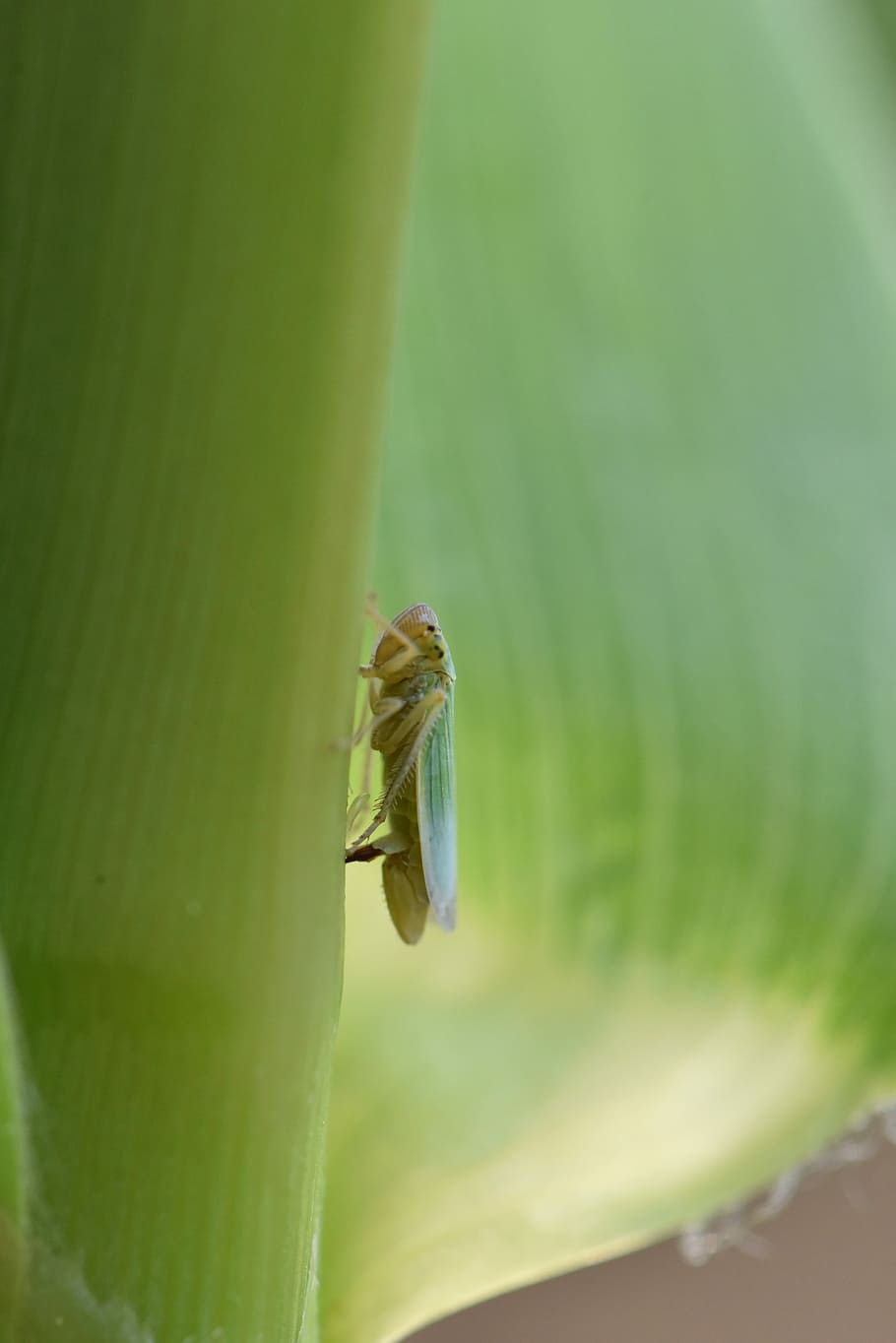 910x1370 Leafhopper 1080P, 2K, 4K, 5K HD wallpaper free download, Phone