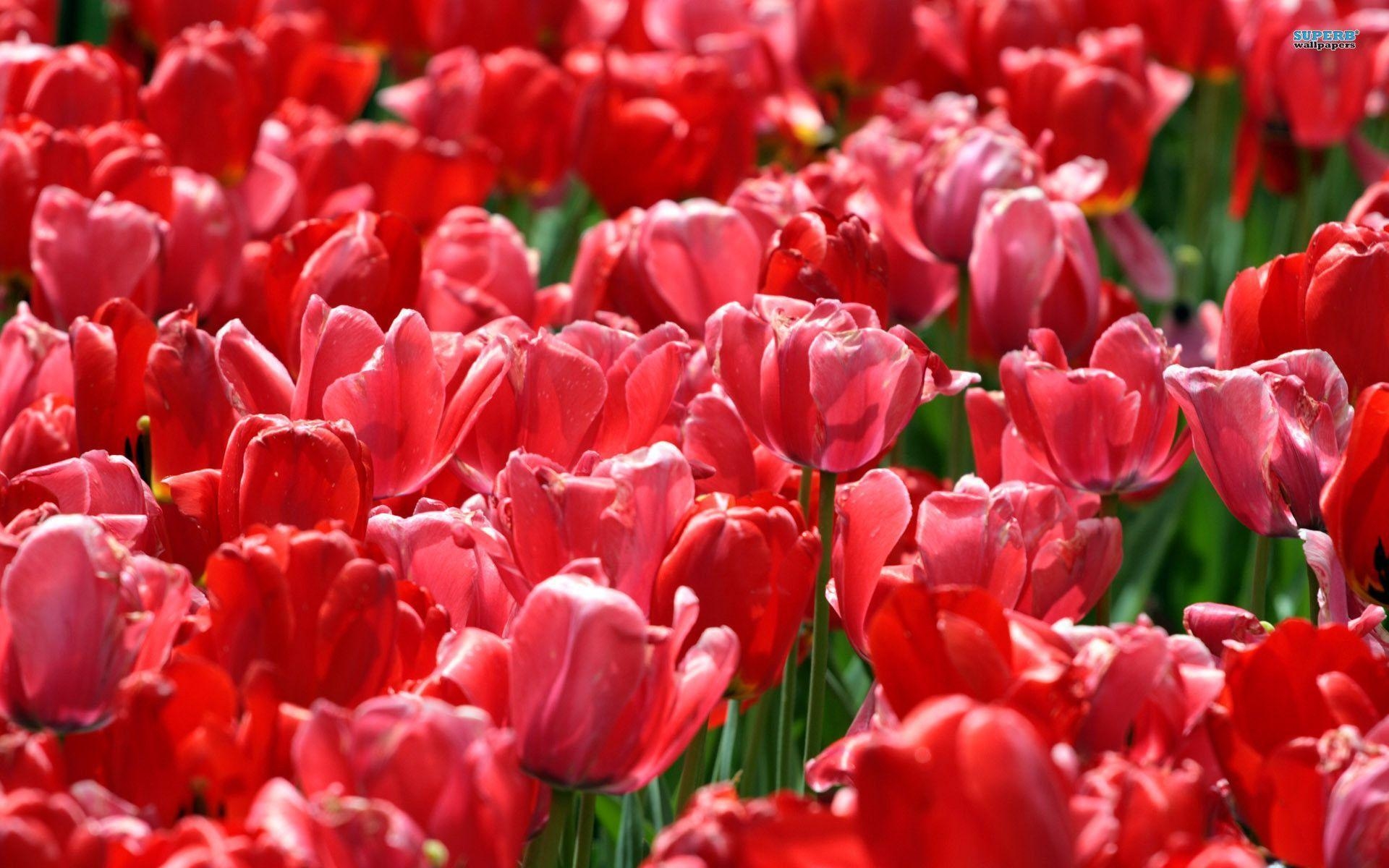 1920x1200 Red Tulips wallpaper wallpaper - #, Desktop