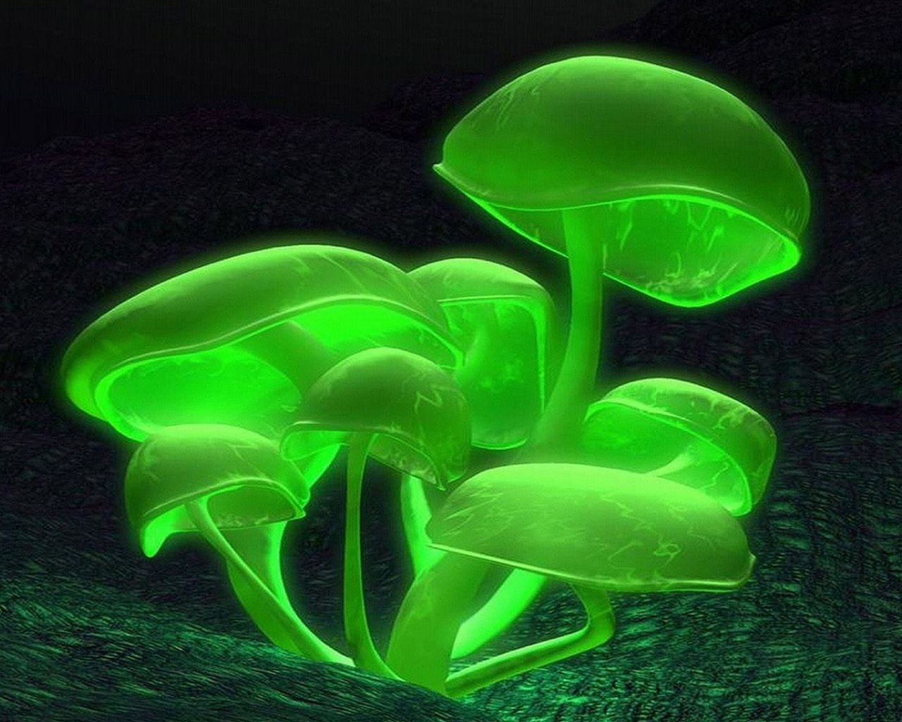 1280x1030 Free download 3D Neon mushrooms Wallpaper monster energy [1920x1080] for your Desktop, Mobile & Tablet. Explore Mushrooms Wallpaper. Mushrooms Wallpaper, Mushrooms Wallpaper, Mario Mushrooms Wallpaper, Desktop