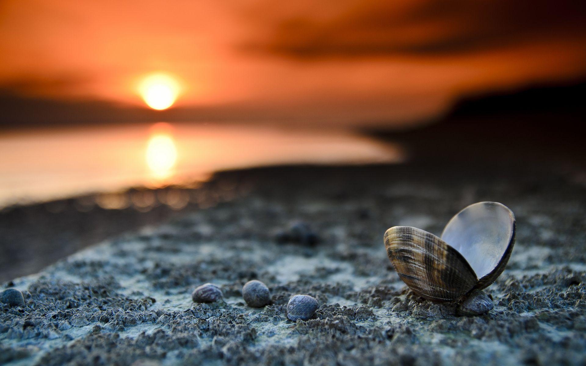 1920x1200 beach shells mussels sunset free HD wallpaper beach shells, Desktop