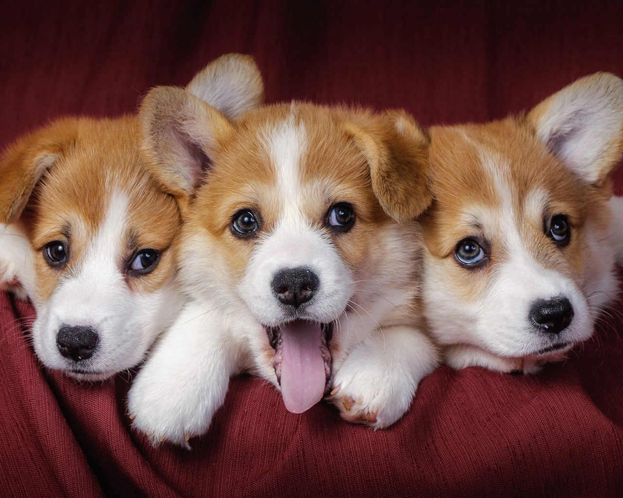 1280x1030 Download wallpaper  welsh corgi, puppies, dogs standard 5:4 HD background, Desktop