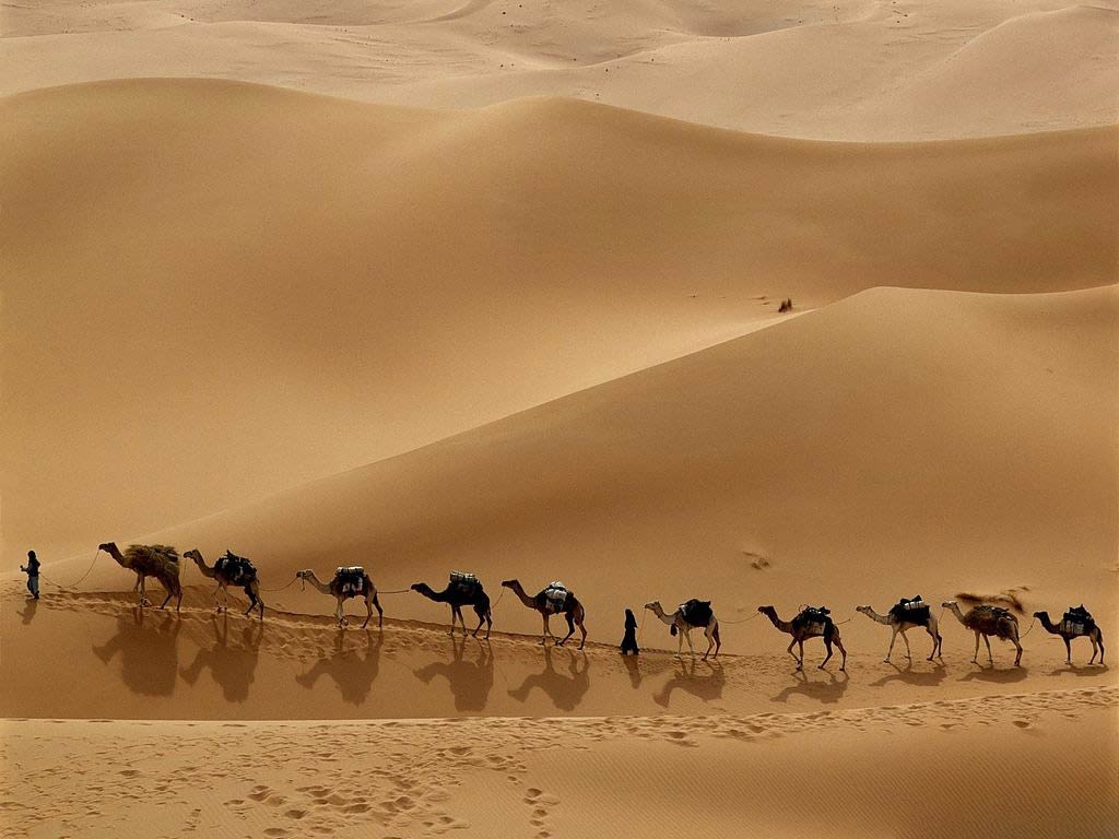 1030x770 Camel Wallpaper, Desktop