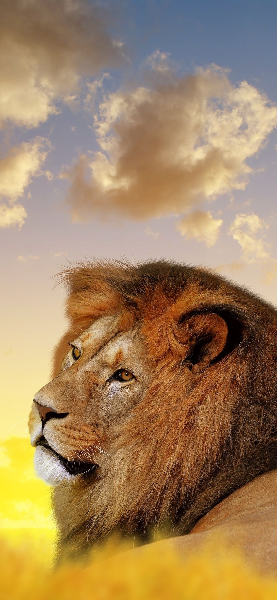 1130x2440 Lion iPhone X Wallpaper, Phone