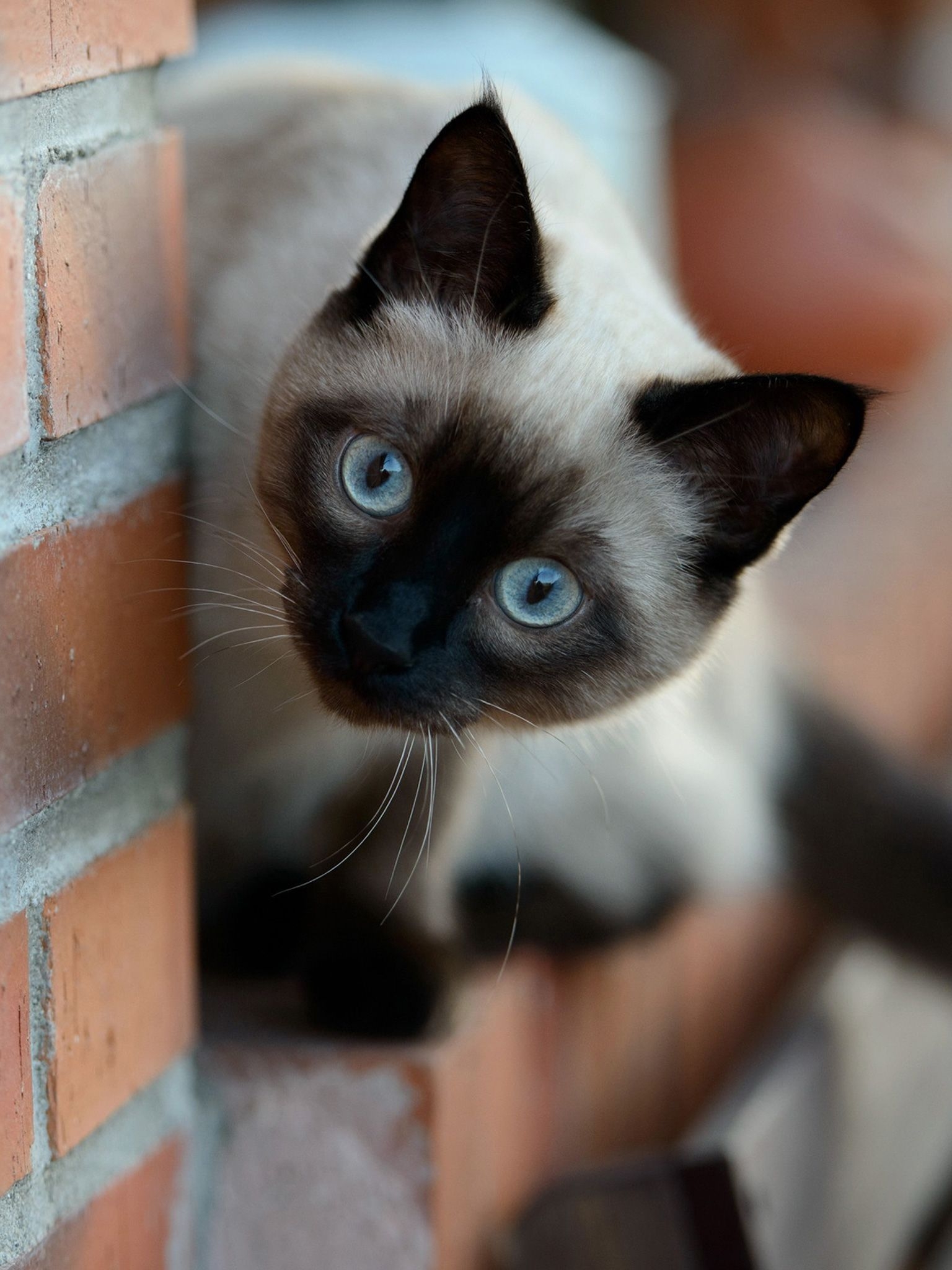 1540x2050 Adorable Siamese Cat Wallpaper. Siamese cats, Cat wallpaper, Cats, Phone