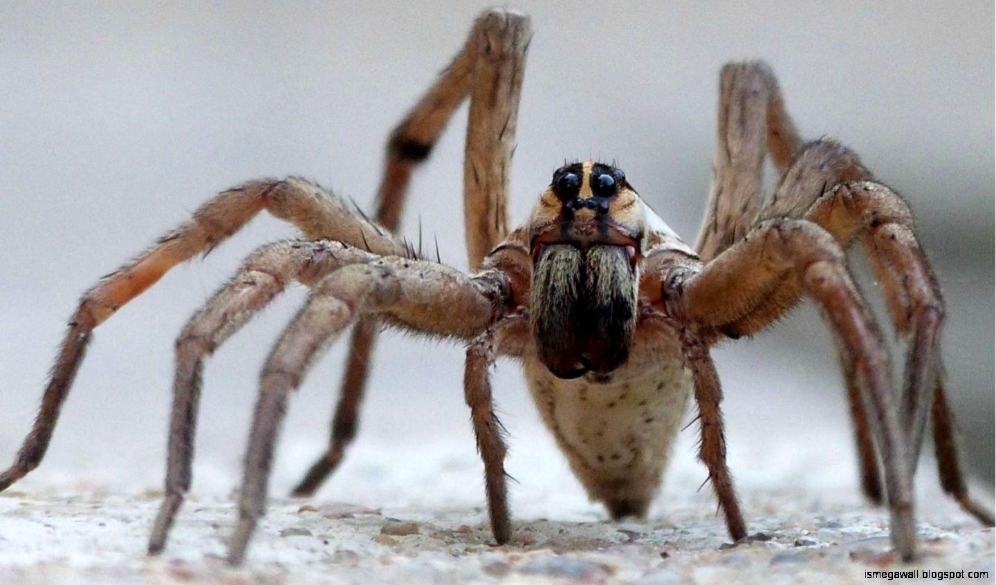 1440x850 Wolf Spider Wallpaper, Desktop