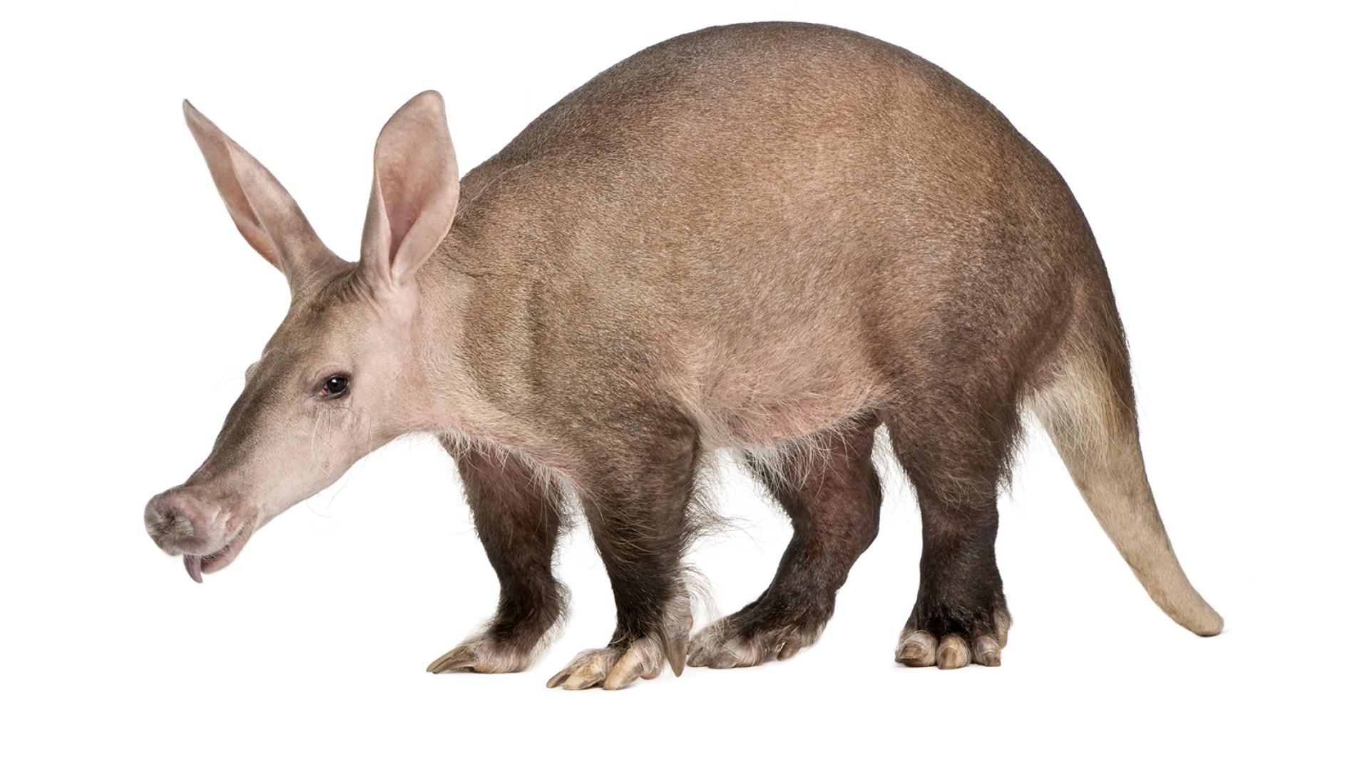 1900x1070 px Aardvark, Desktop