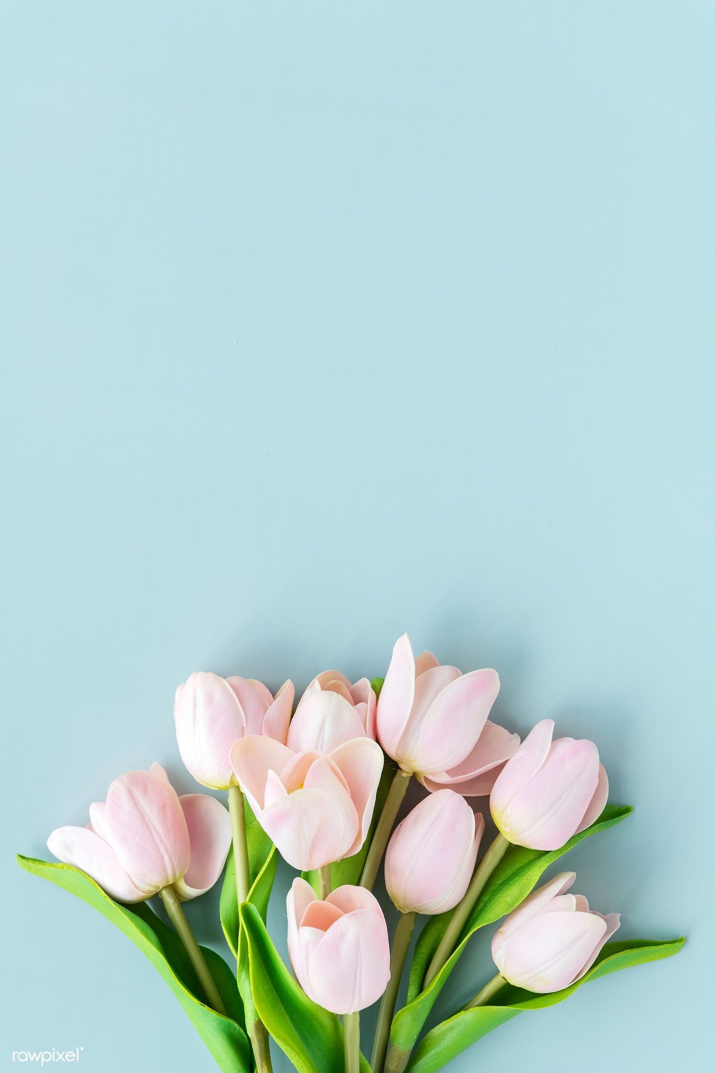 1400x2100 Pink Tulip on Blue Background, Phone