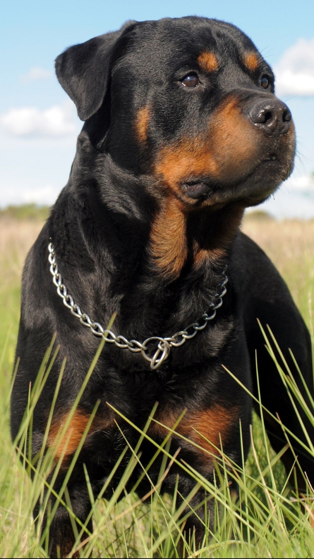 1080x1920 Rottweiler, iPhone, Desktop HD Background, Phone