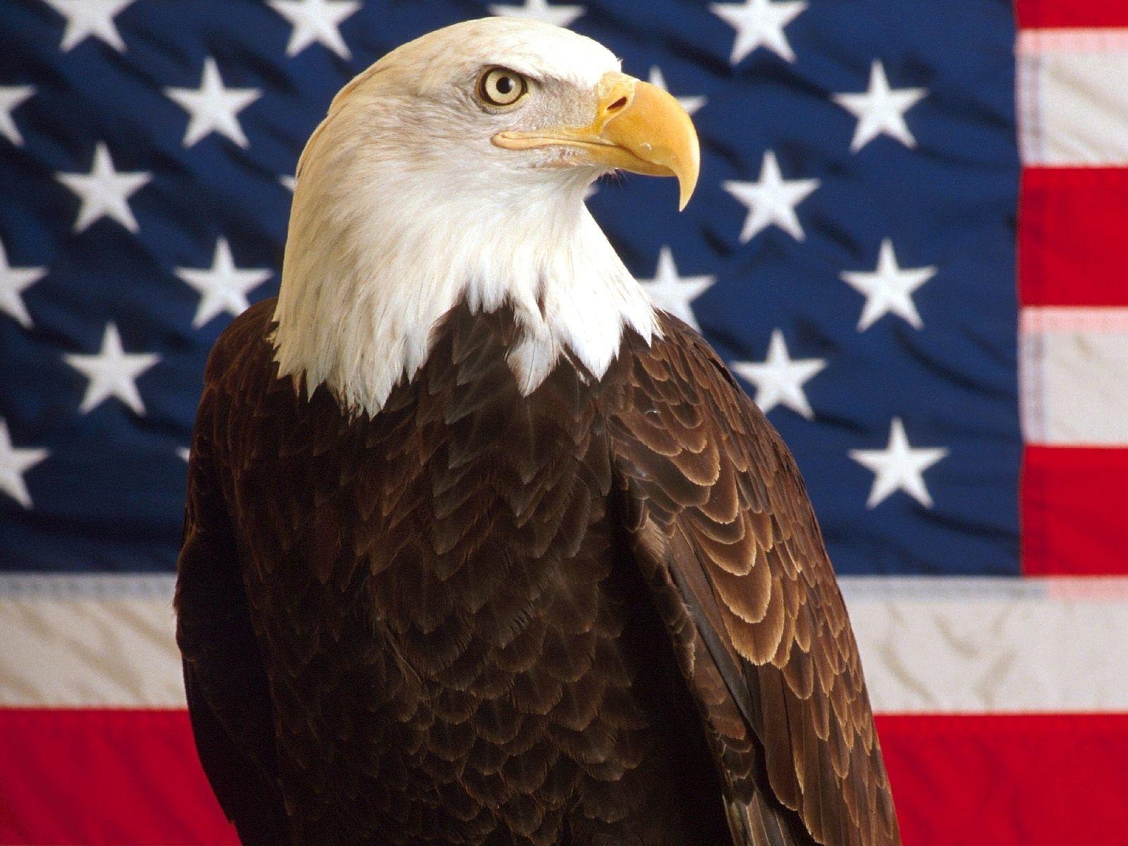 1600x1200 American Bald Eagle Wallpaper 013, Desktop