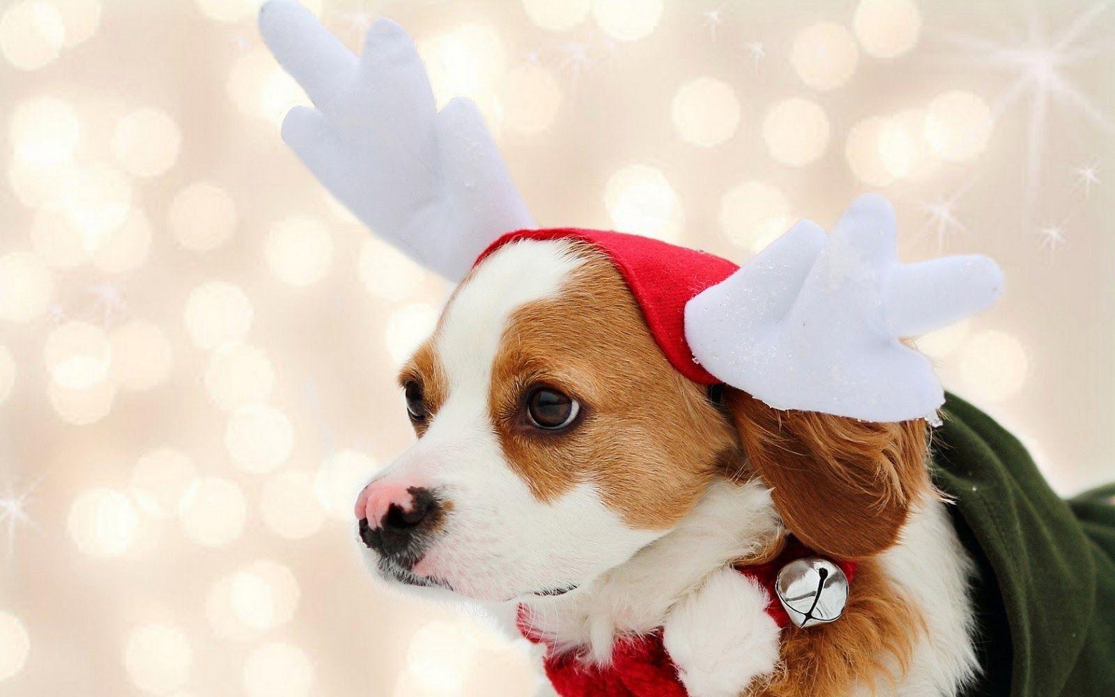 1600x1000 Wallpaper of a cute christmas dog Trends Wallpaper, Desktop