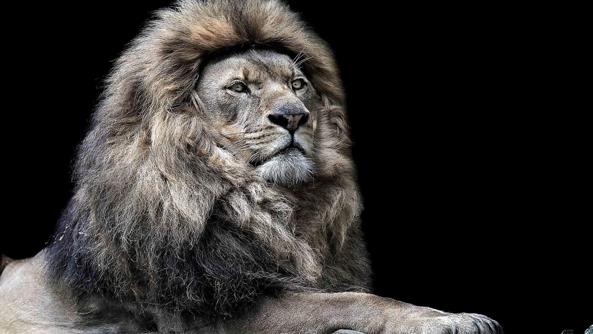 1920x1080 Angry Lion Wallpaper, Picture, Desktop