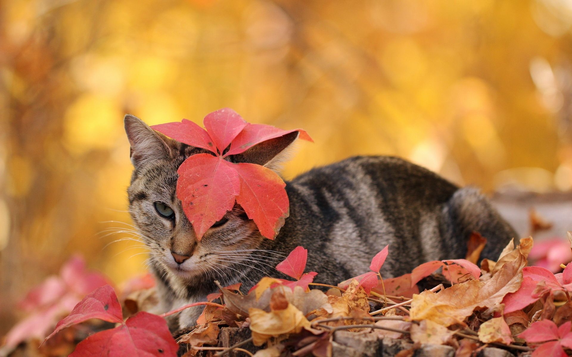 1920x1200 cat cute wallpaper autumn Desktop Wallpaperk HD, Desktop