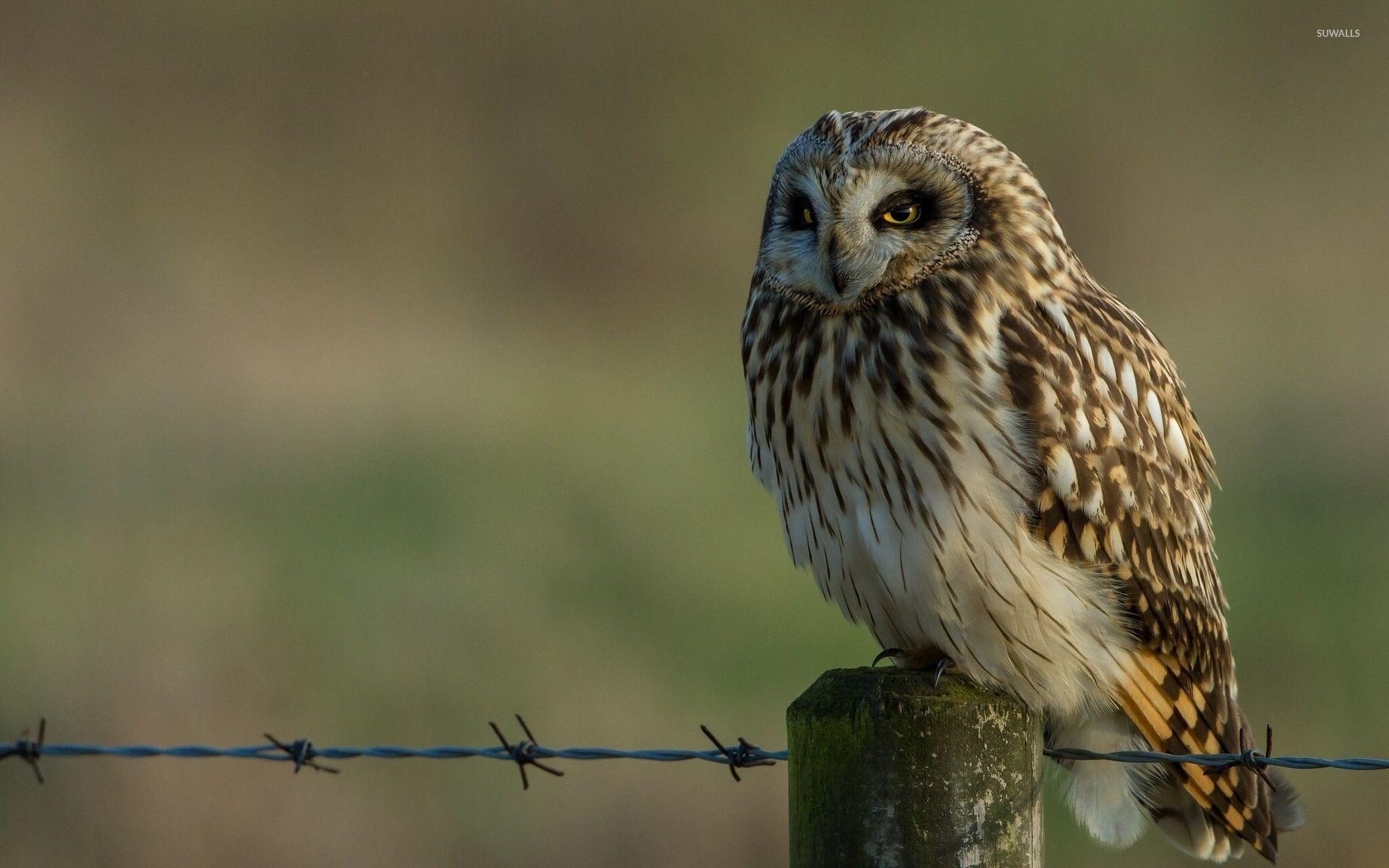 1920x1200 Barn owl [2] wallpaper wallpaper, Desktop