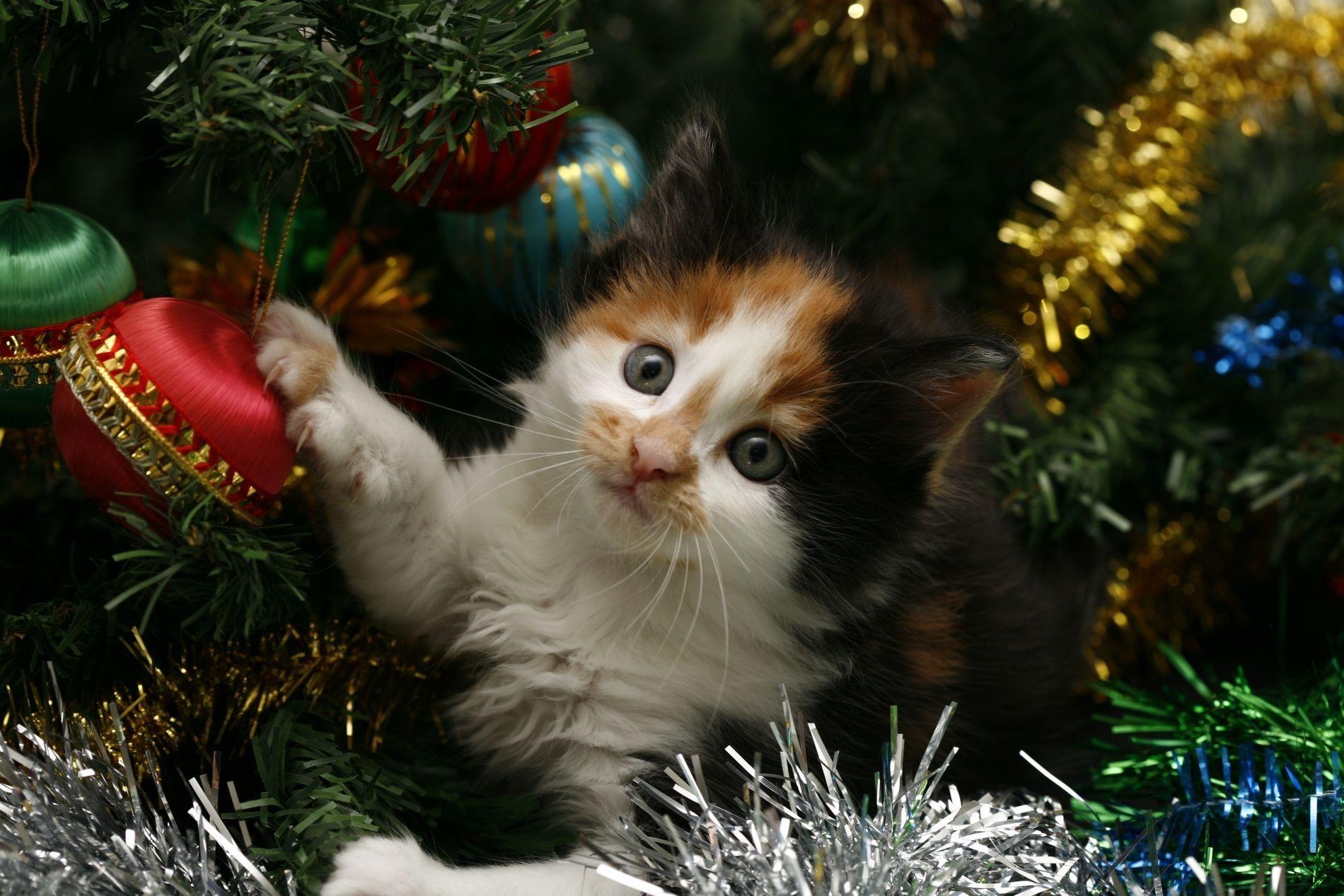 1900x1270 Playful Kitten Wallpaper and Background Imagex1267, Desktop