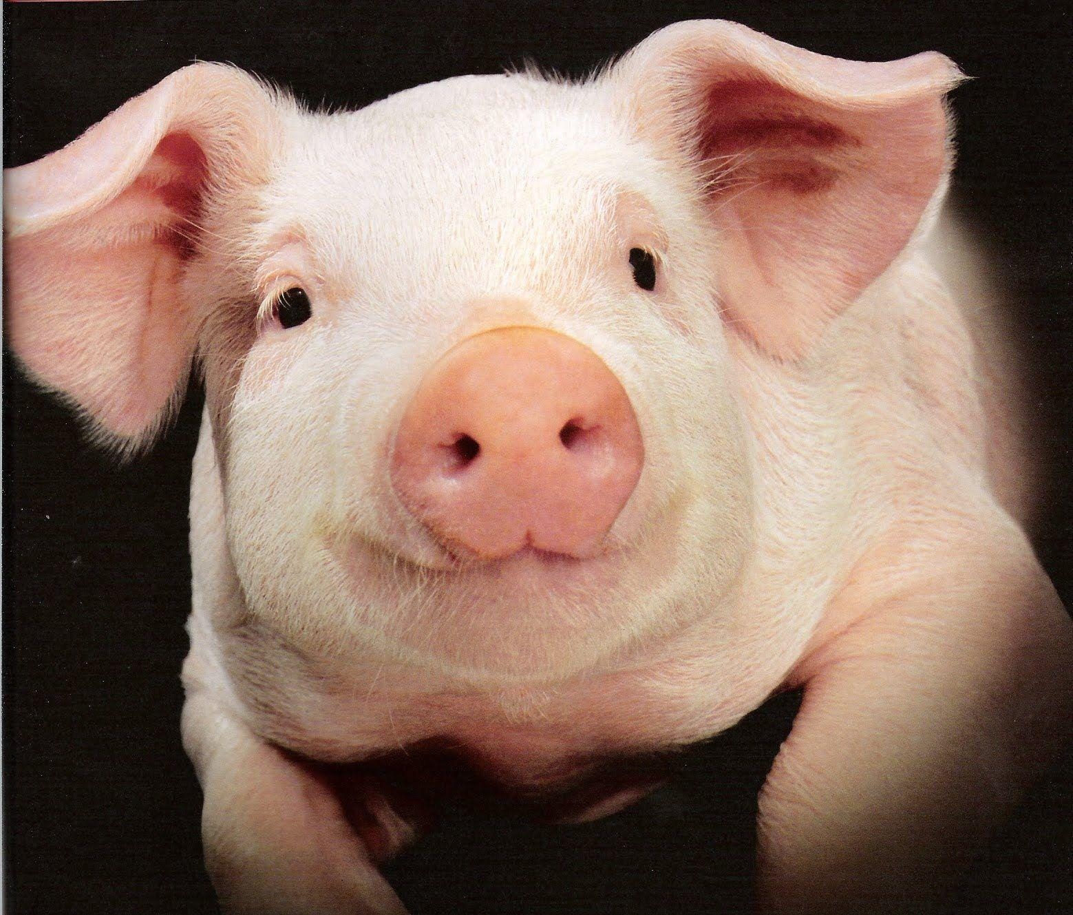 1560x1330 Pig Wallpaper Animal, Desktop