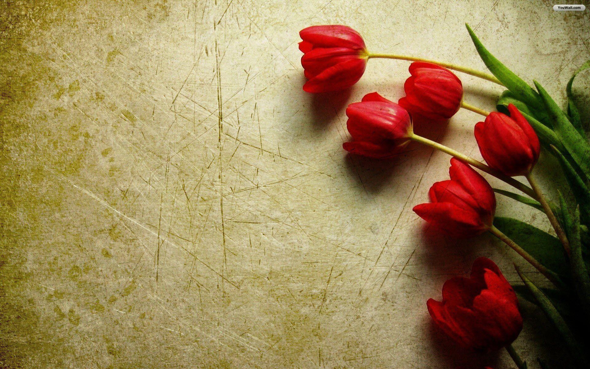 1920x1200 Red Tulips Wallpaper, Desktop