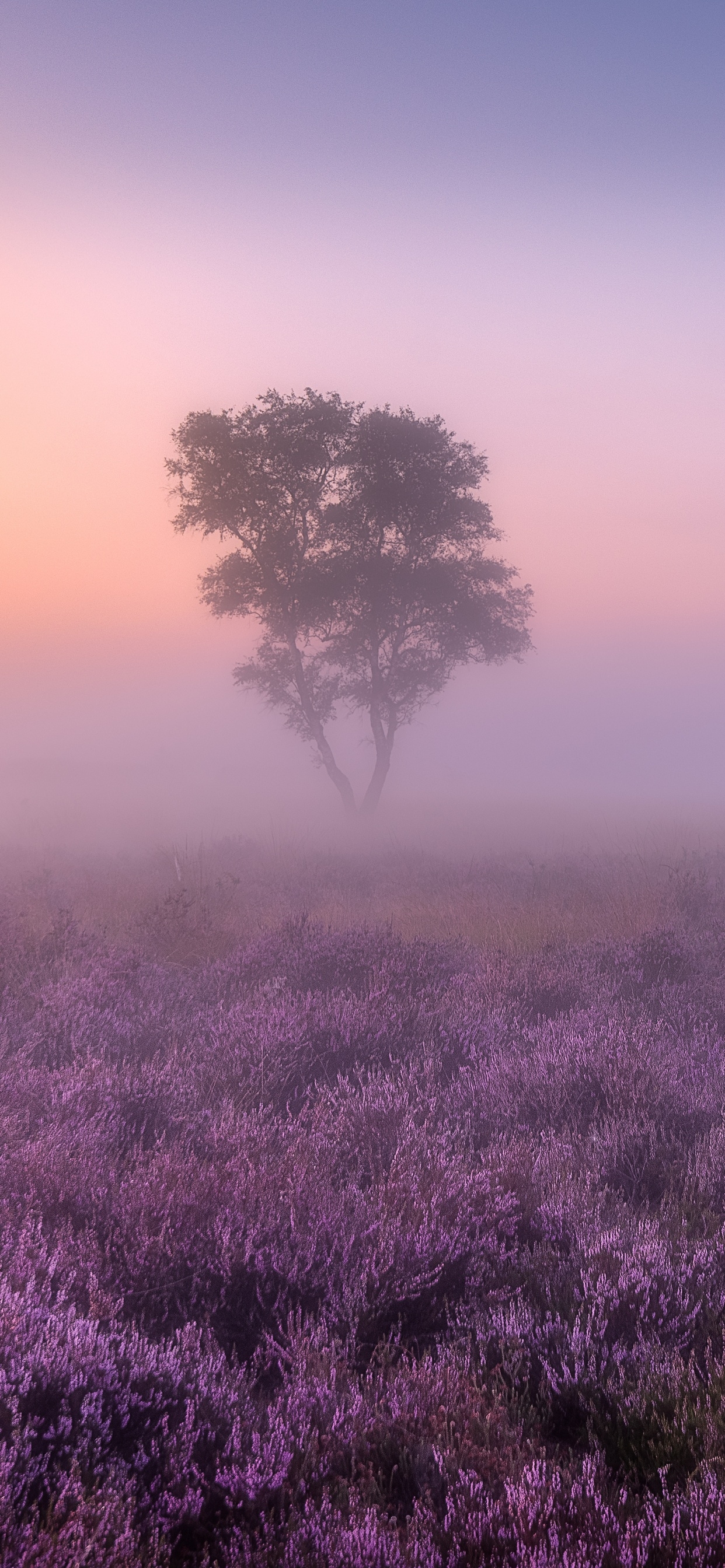 1250x2690 Lavender fields Wallpaper 4K, Purple, Foggy, Nature, Phone