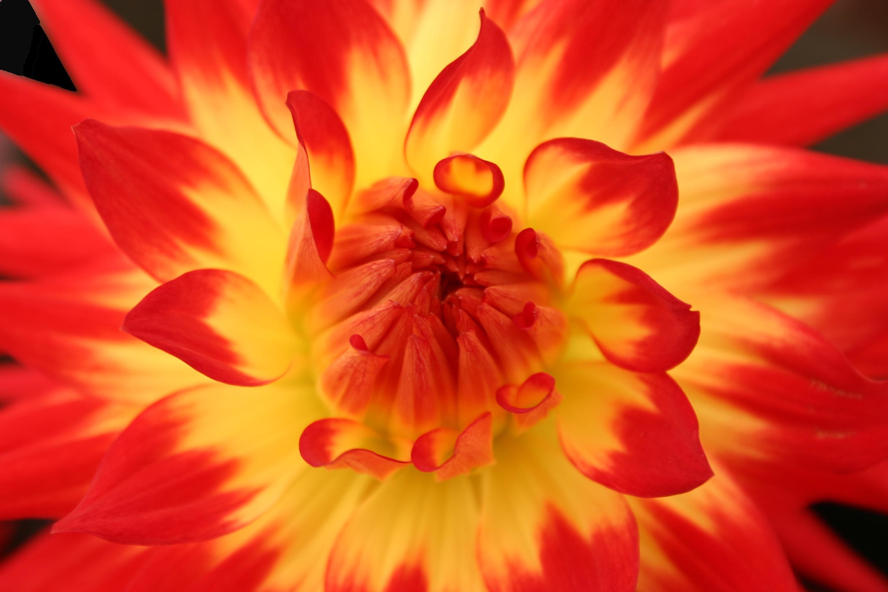 3080x2050 Yellow and Red Dahlia HD Wallpaper, Desktop