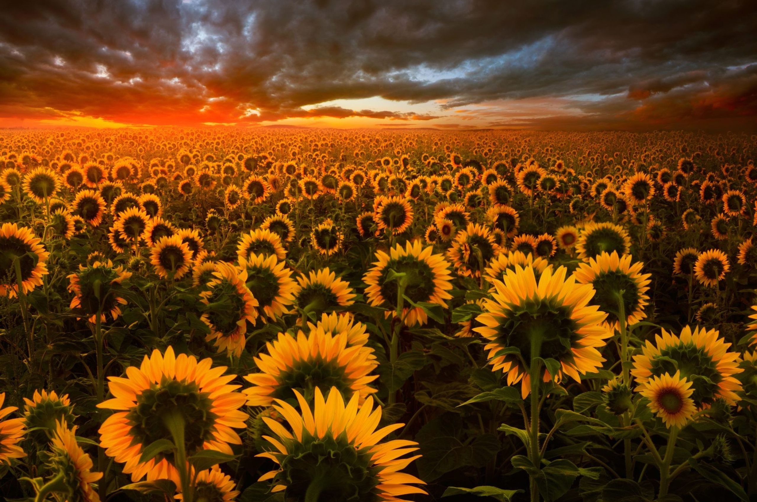 2560x1700 Sunflower Wallpaper Chromebook, Desktop