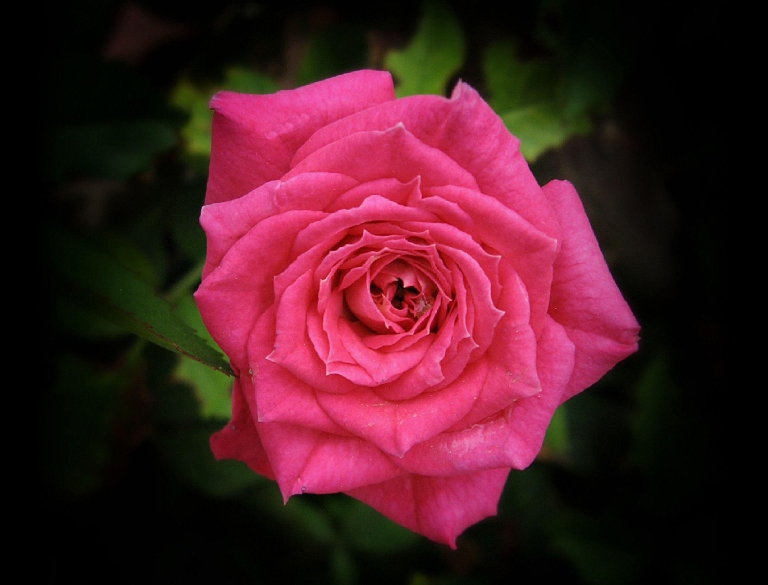 2450x1870 Pink Rose in Flowers, Desktop