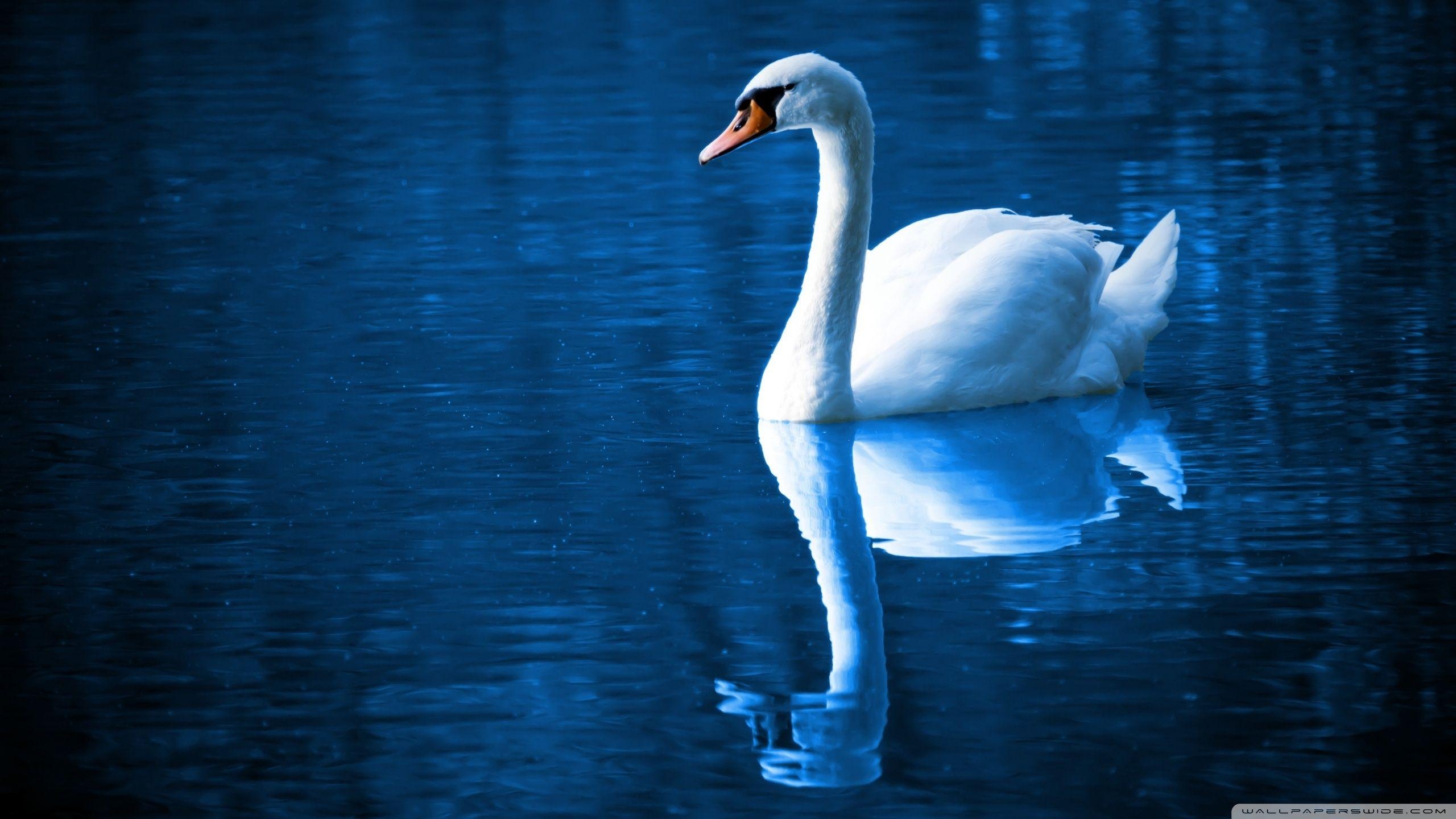 2560x1440 Beautiful Swan HD desktop wallpaper, Widescreen, High Definition, Desktop