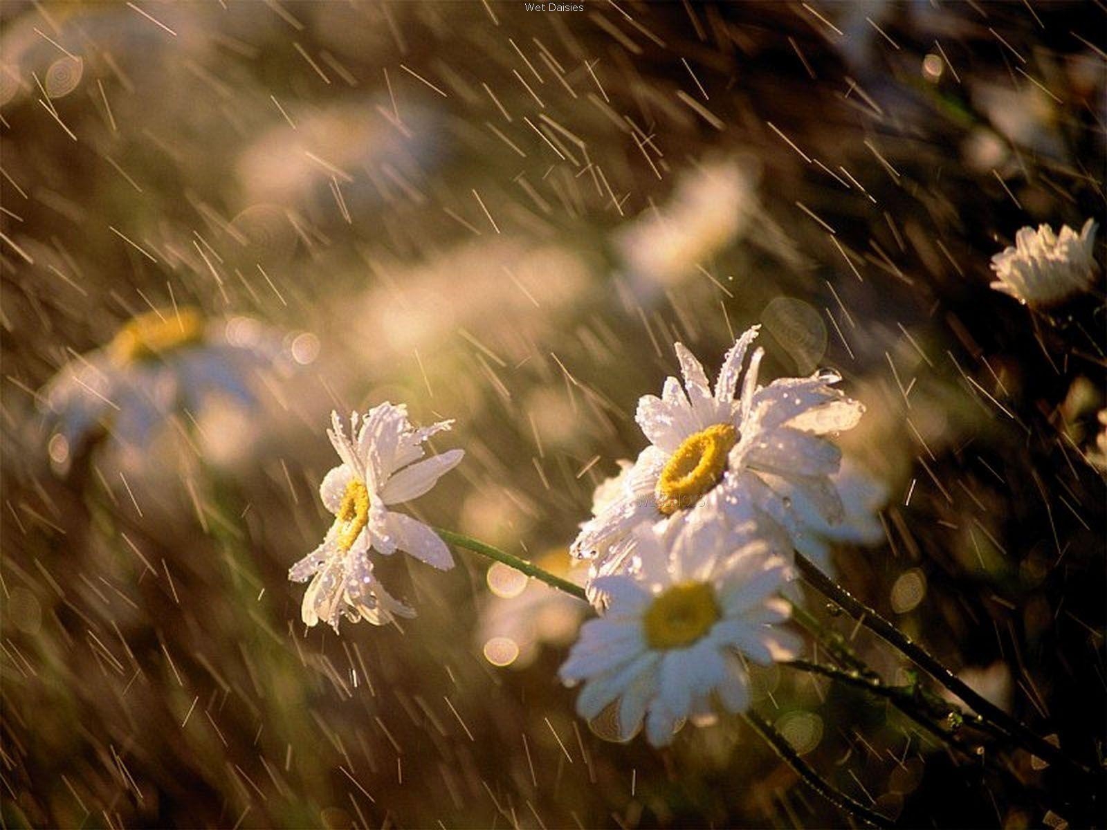 1600x1200 Beautiful Spring Rain, Desktop