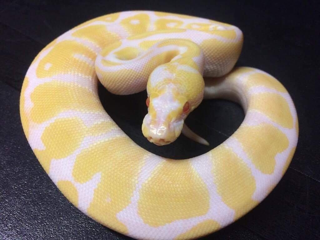 1030x770 Meet Winry! Our first ball python week old albino, Desktop