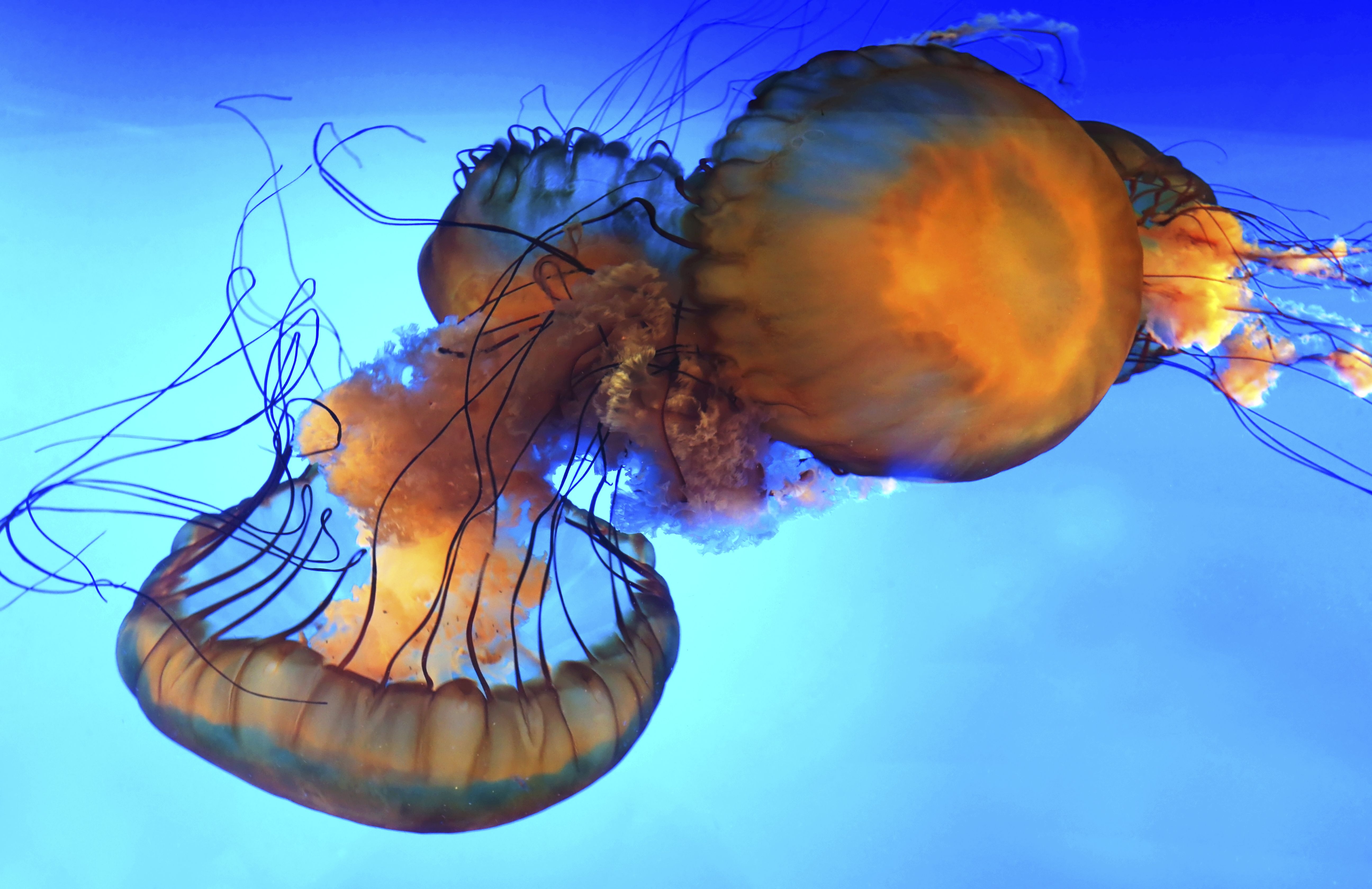 5190x3360 Wallpaper, jellyfish, cnidaria, invertebrate, marine invertebrates, marine biology, fish, organism, sky, computer wallpaper, Desktop