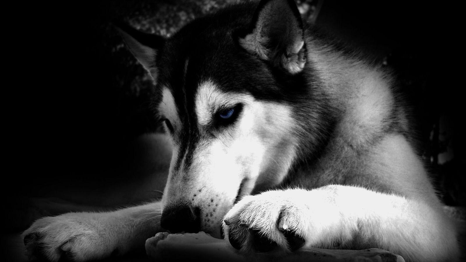 1600x900 Black Siberian Husky Wallpaper PC Wallpaper. Wallpaper, Desktop