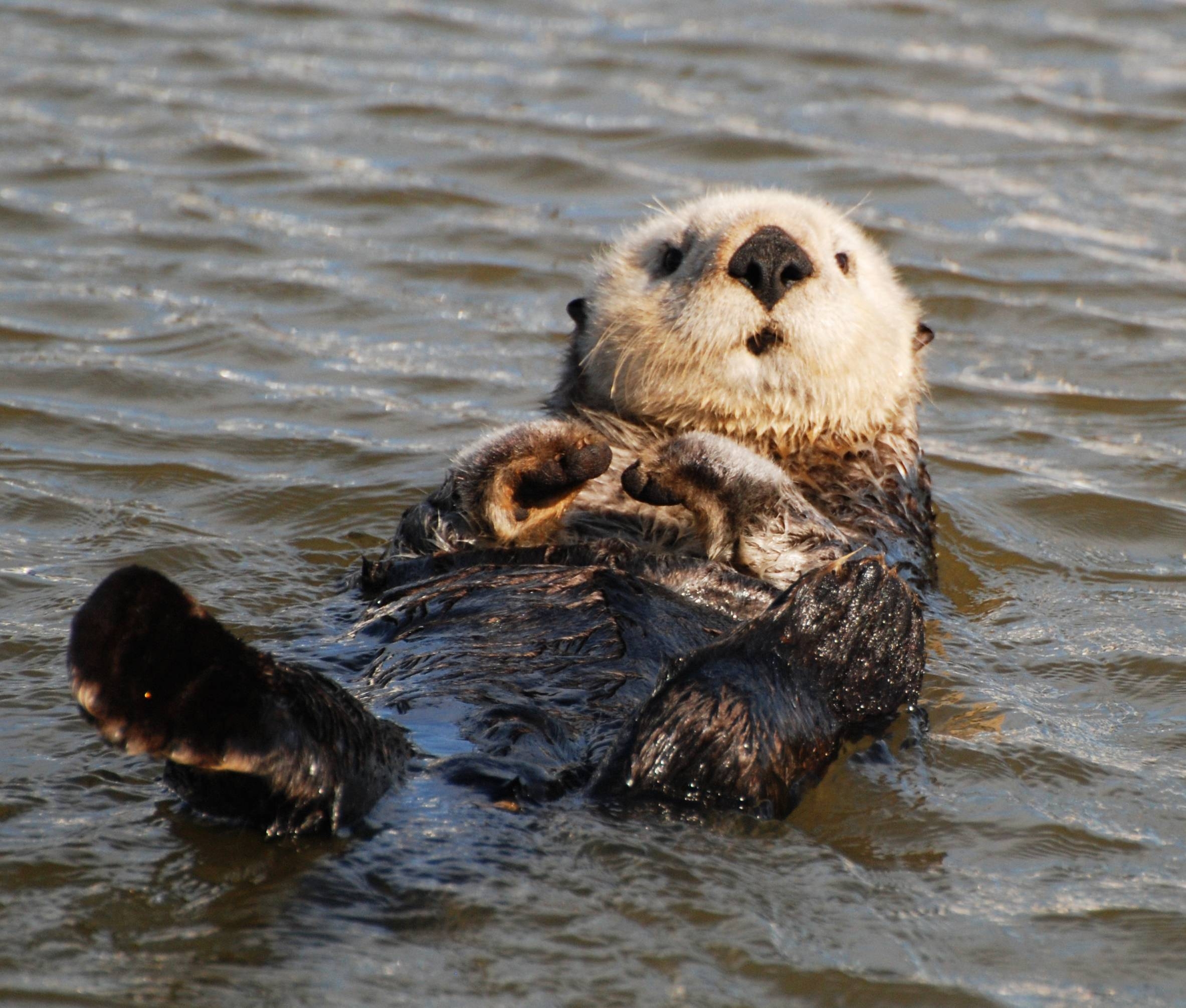 2370x2020 Sea otter Image & Wallpaper on Jeweell, Desktop