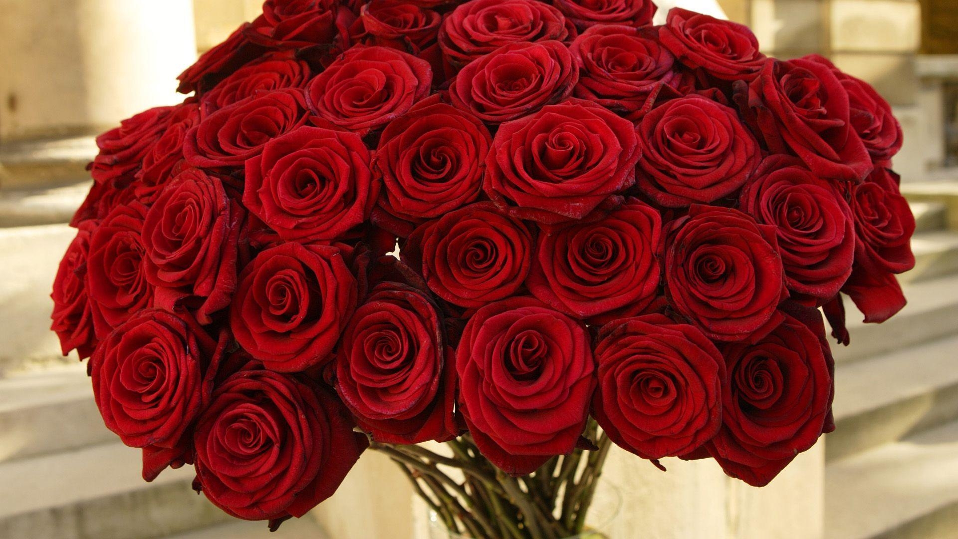 1920x1080 Red Roses Wallpaper. Flowers. Red roses and Flowers, Desktop