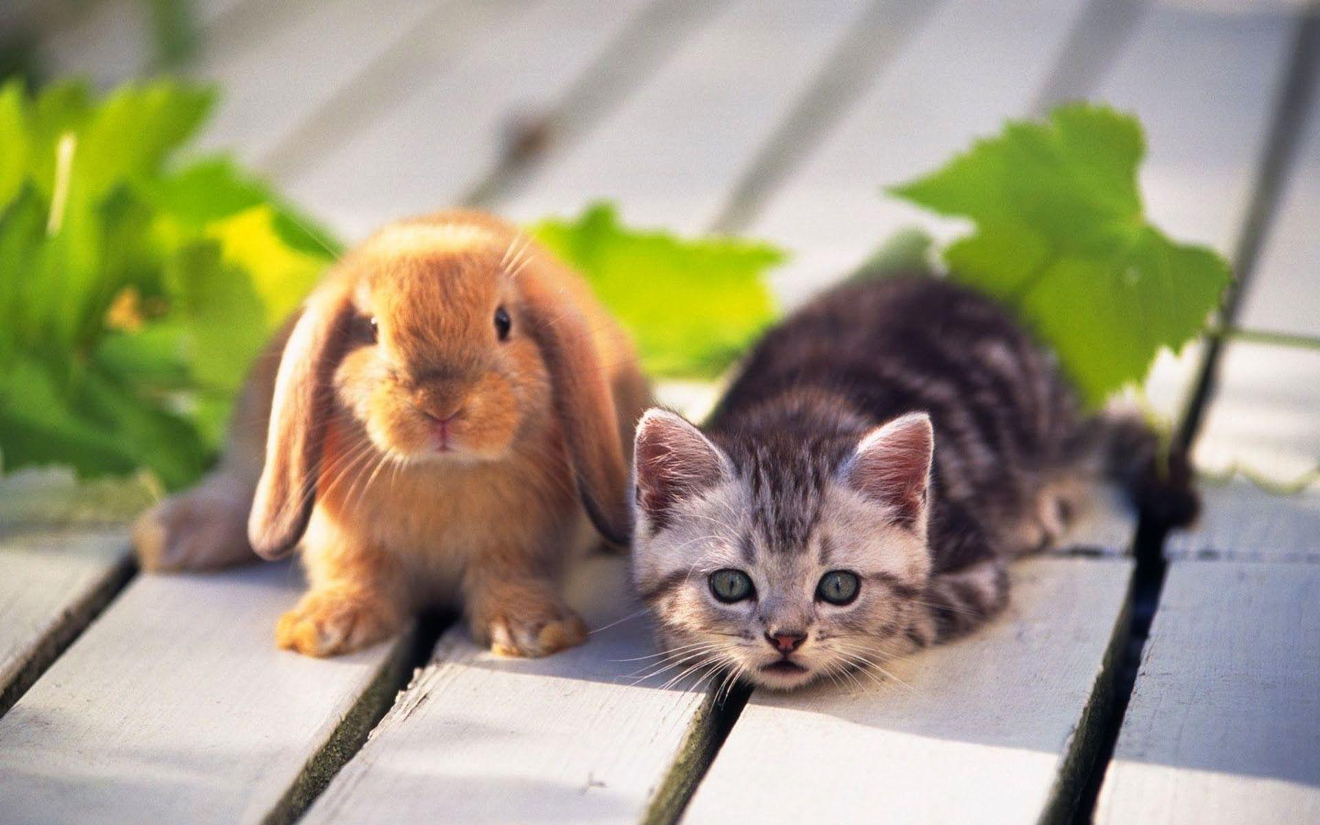 1920x1200 Cute Rabbit Animals HD Wallpape, Desktop