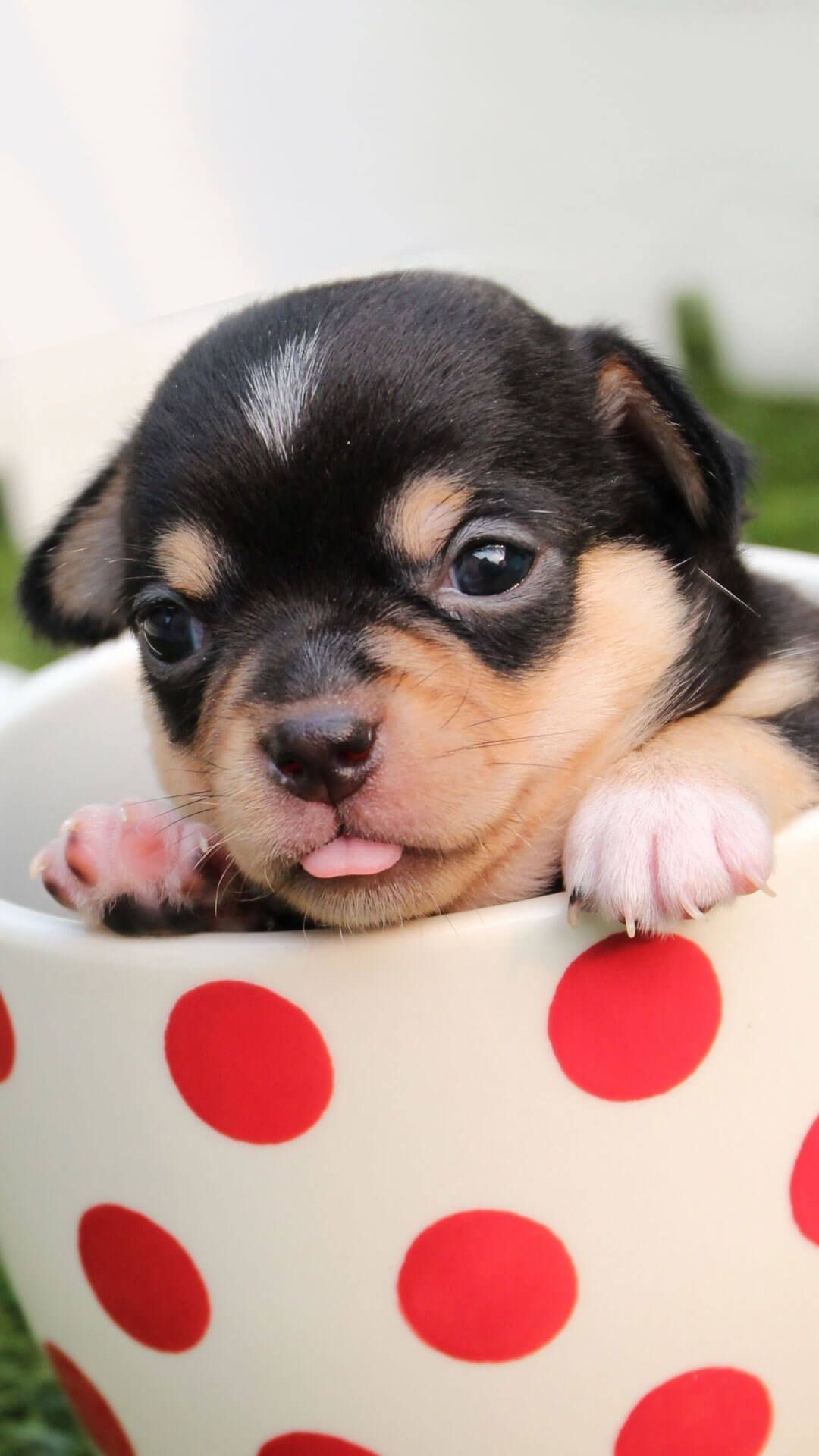 1080x1920 Baby Puppie. Cute puppies, Puppy wallpaper iphone, Cute puppy picture, Phone