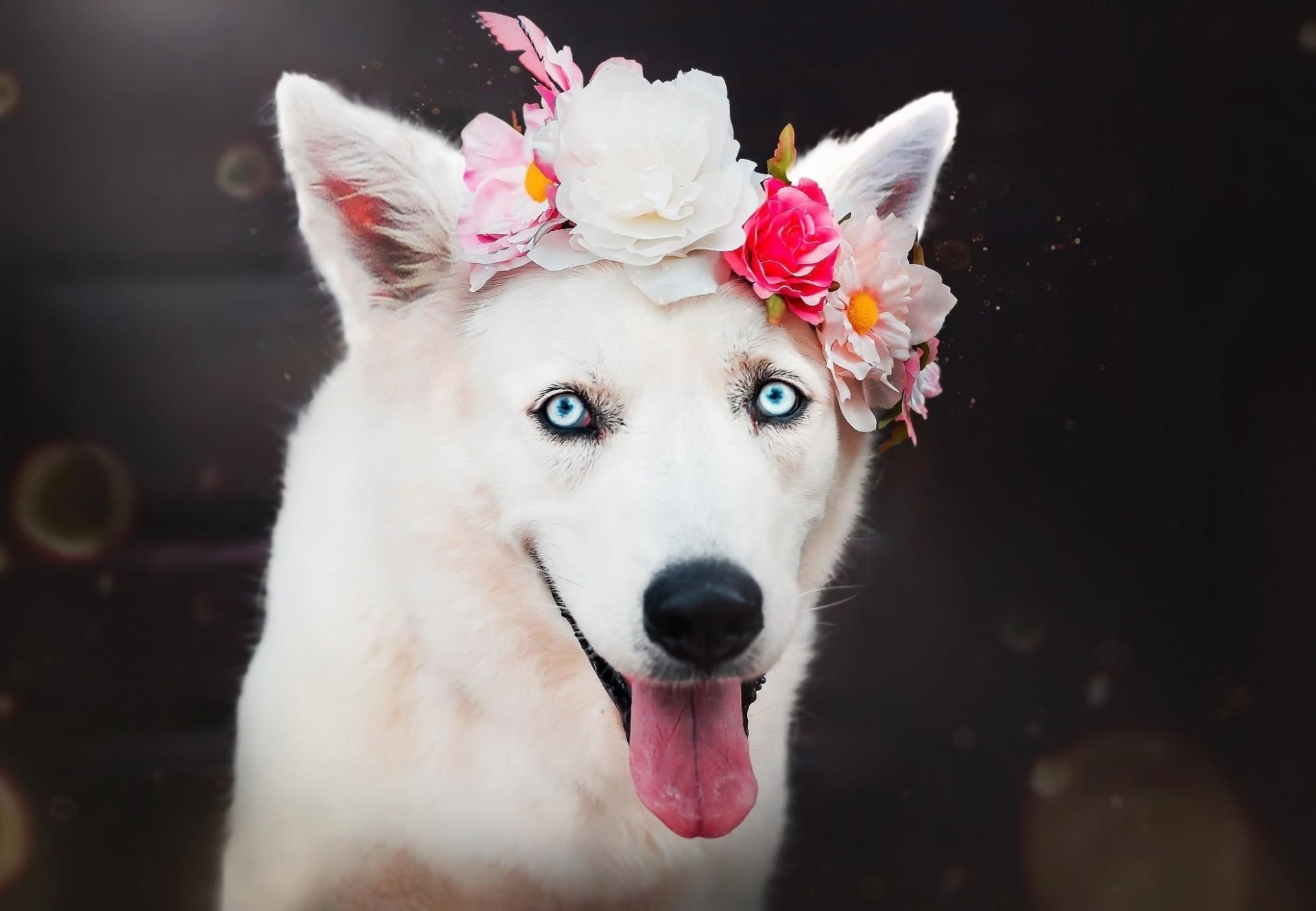 1920x1330 Download  White Dog, Flowers, Muzzle Wallpaper, Desktop