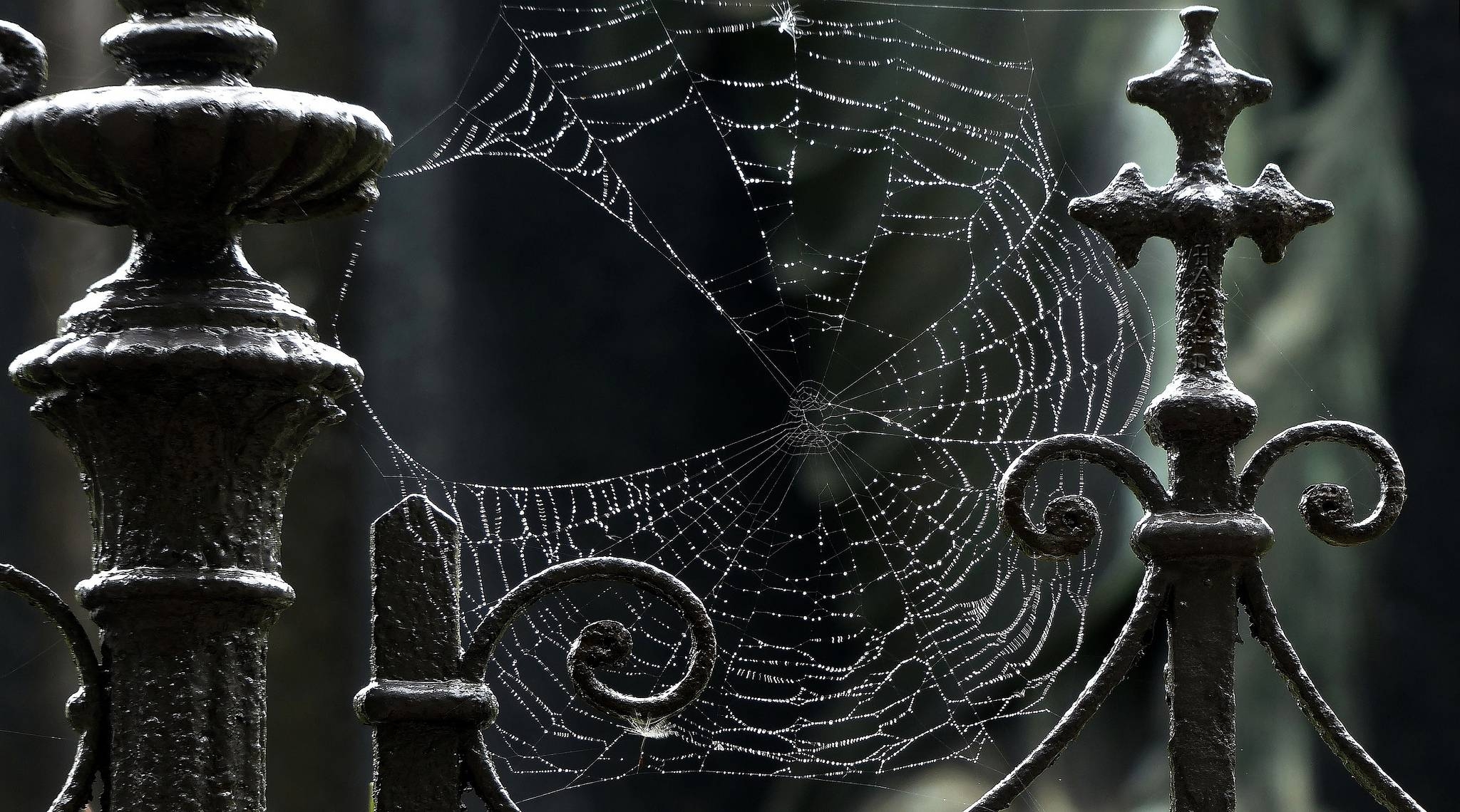 2050x1140 Hd Spider Web Wallpaper By Click Category, Desktop