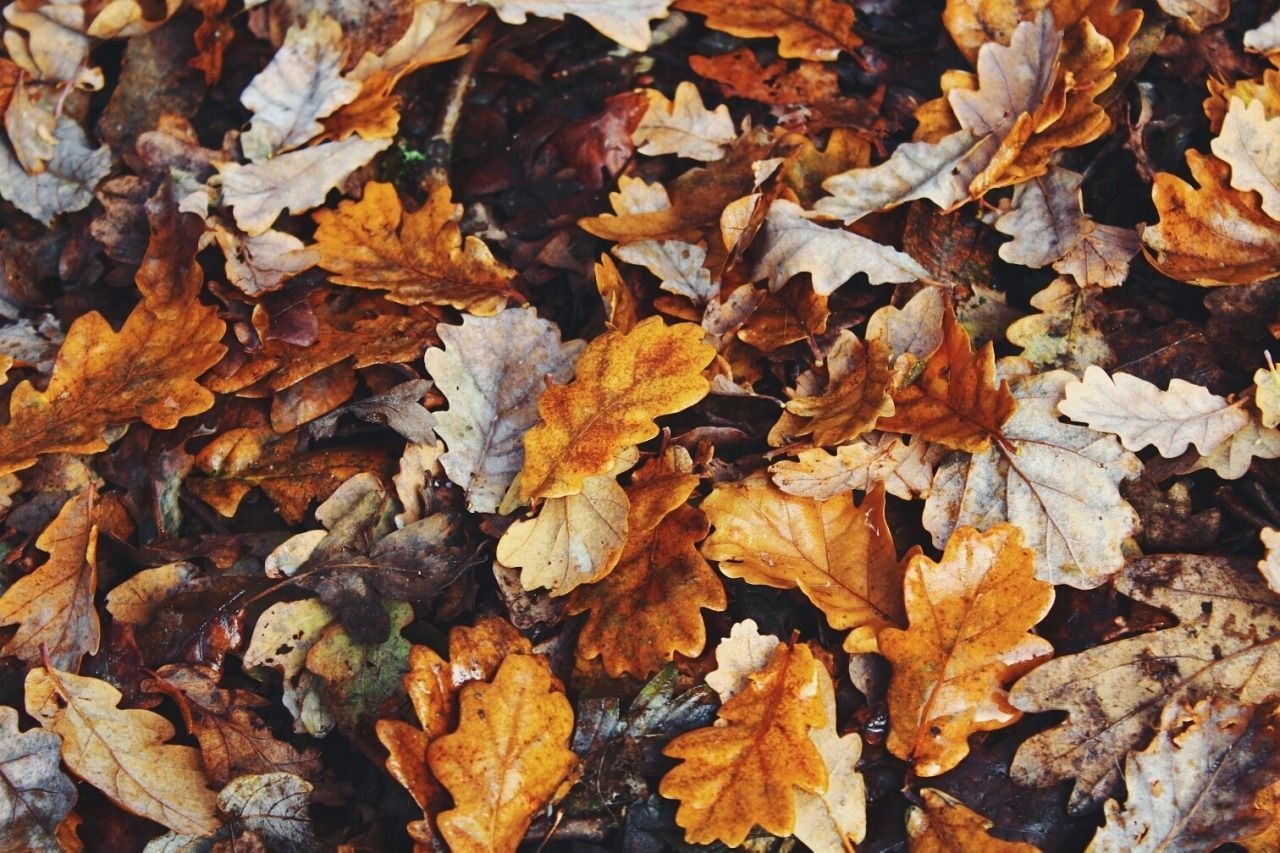 1280x860 Autumn Aesthetic Laptop Wallpaper Free Autumn Aesthetic Laptop Background, Desktop