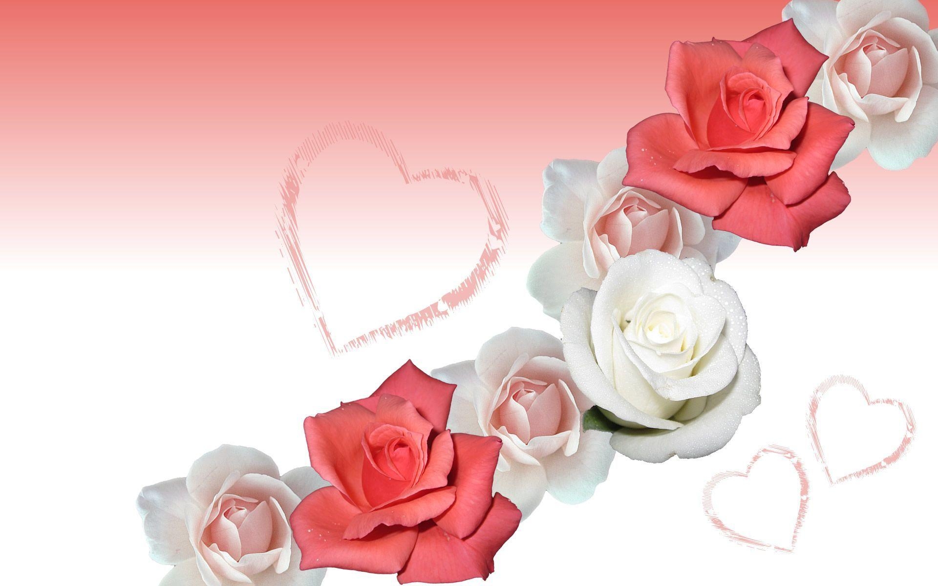 1920x1200 Pink roses wallpaper, Desktop