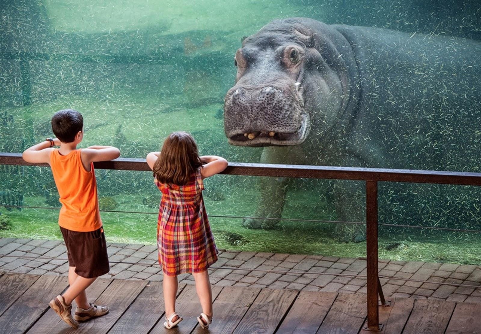 1600x1120 Hippopotamus Wallpaper, Desktop