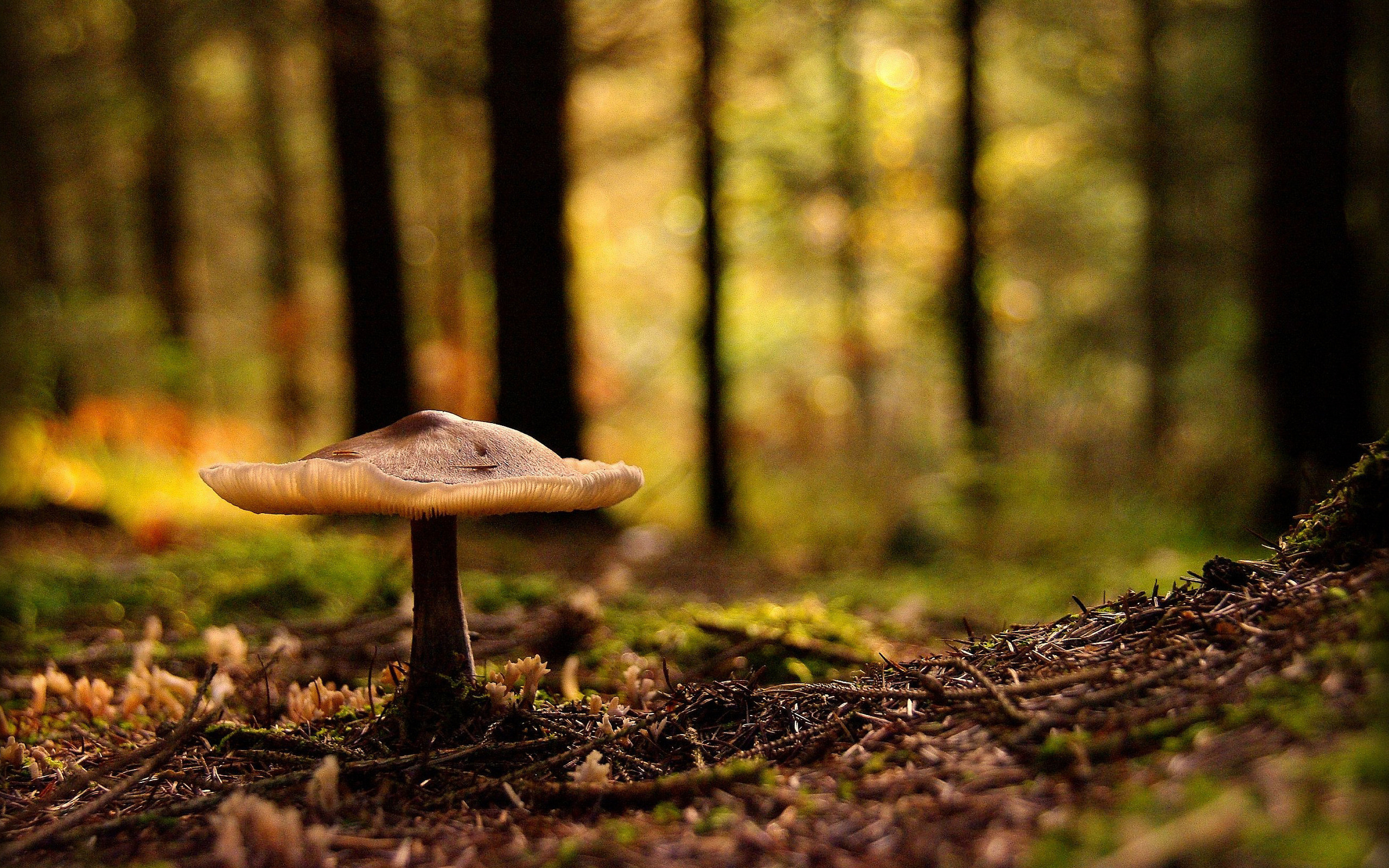 2560x1600 Mushroom Forest Wallpaper, Desktop