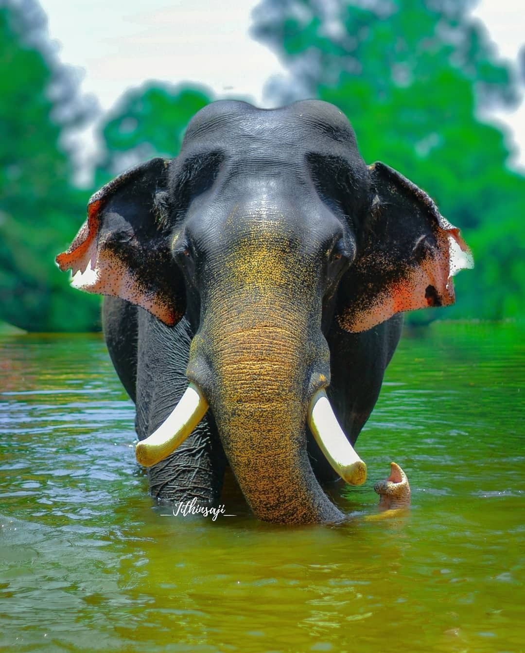 1080x1350 Best Indian Elephants image. Indian elephant, Phone