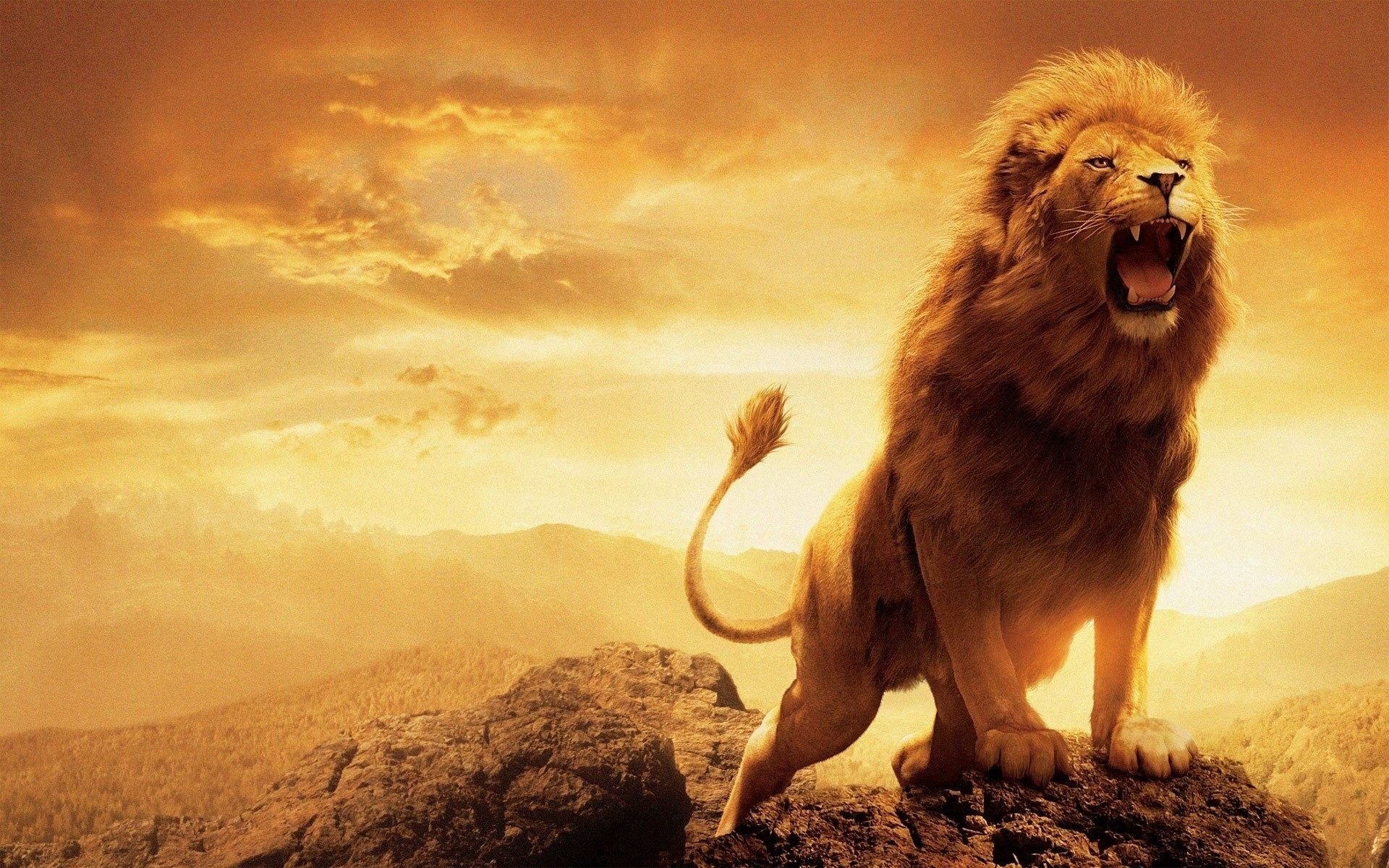 1920x1200 Lion Picture Wallpaper, Desktop