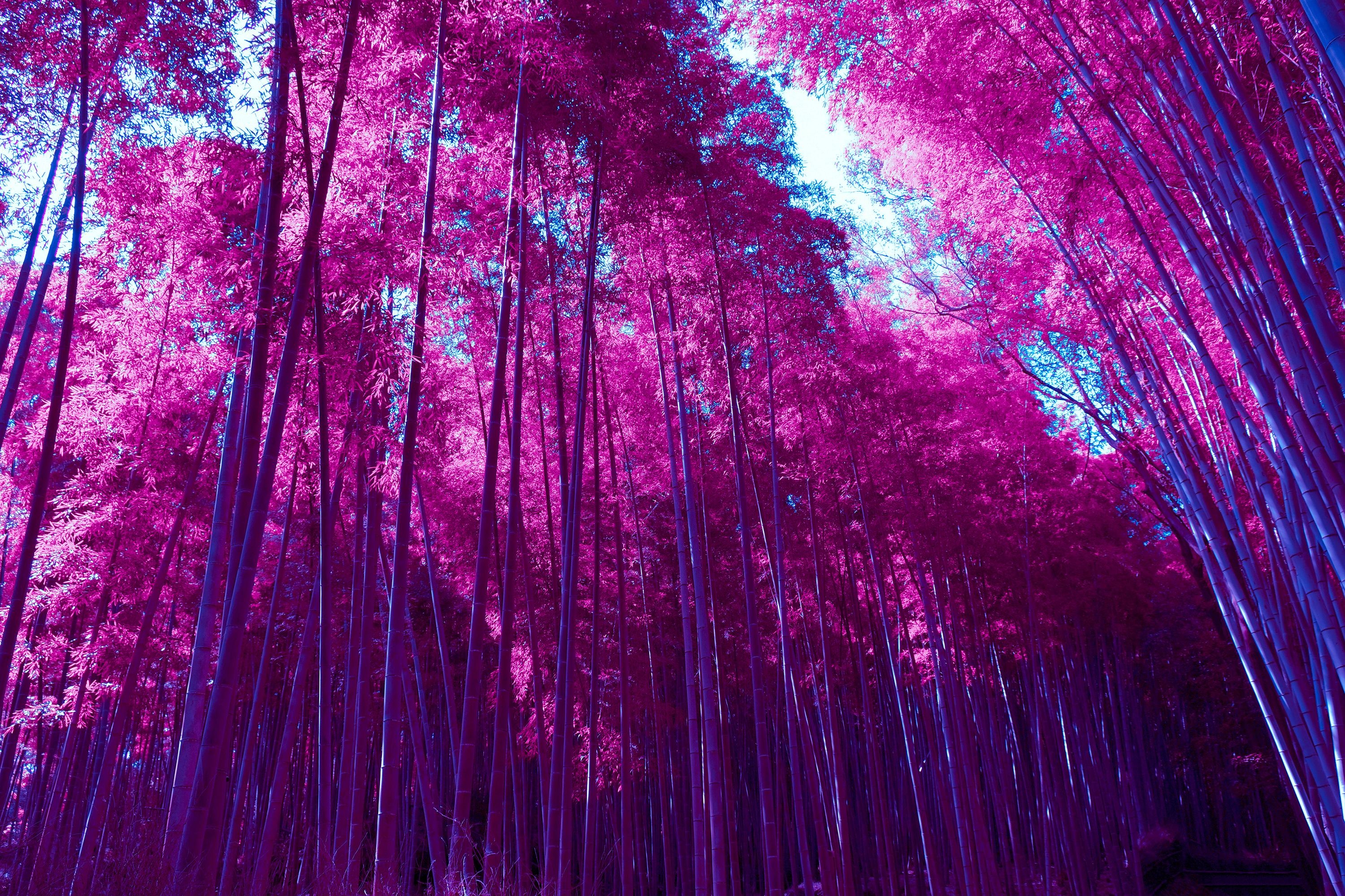 3000x2000 Wallpaper Arashiyama Bamboo Grove, Forest, Infrared, Pink, HD, Desktop