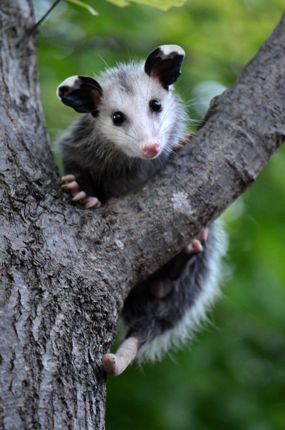 960x1450 opossum, Phone