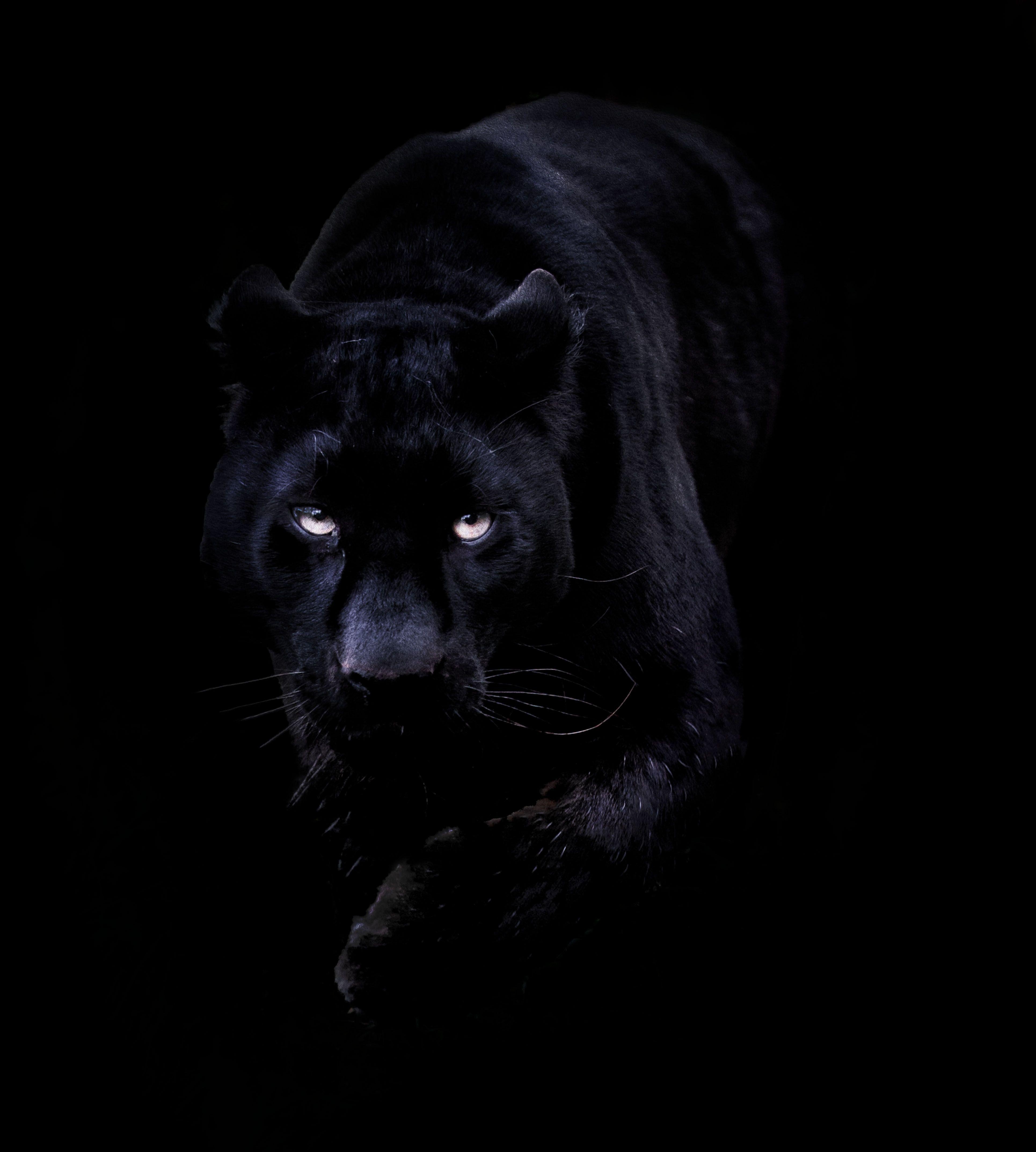 3860x4290 Wide Black Panther iPhone Wallpaper For Windows Wallpaper Full HD, Phone