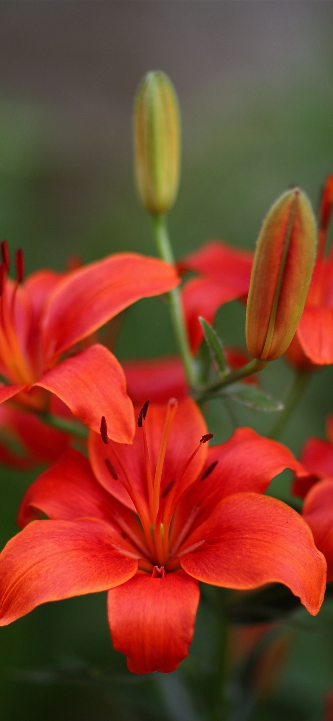 1130x2440 Red Lily Flowers Bloom  IPhone 11 Pro XS X Wallpaper, Background, Picture, Image, Phone