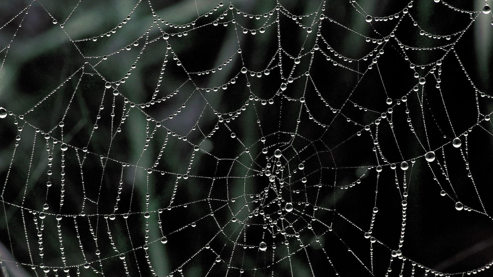 1920x1080 Dew Covered Spider Web Nature Landscape Wallpaper Selected, Desktop