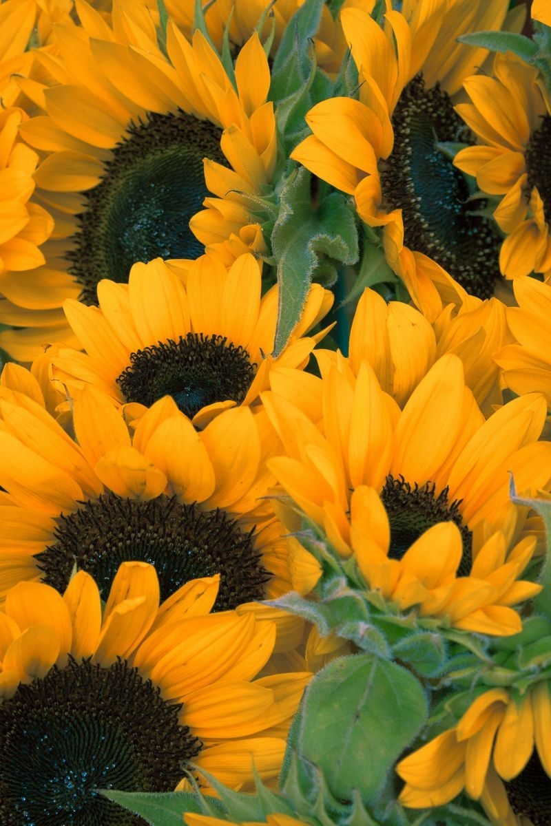 800x1200 Download Wallpaper  Sunflowers, Flowers, Lots Iphone 4s 4, Phone