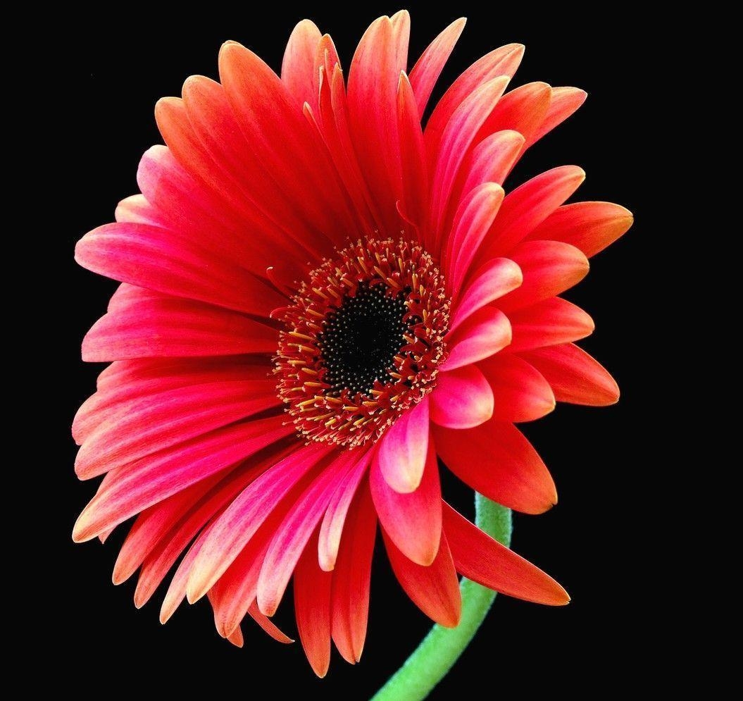 1060x1000 Daisy Flower Wallpaper, Desktop