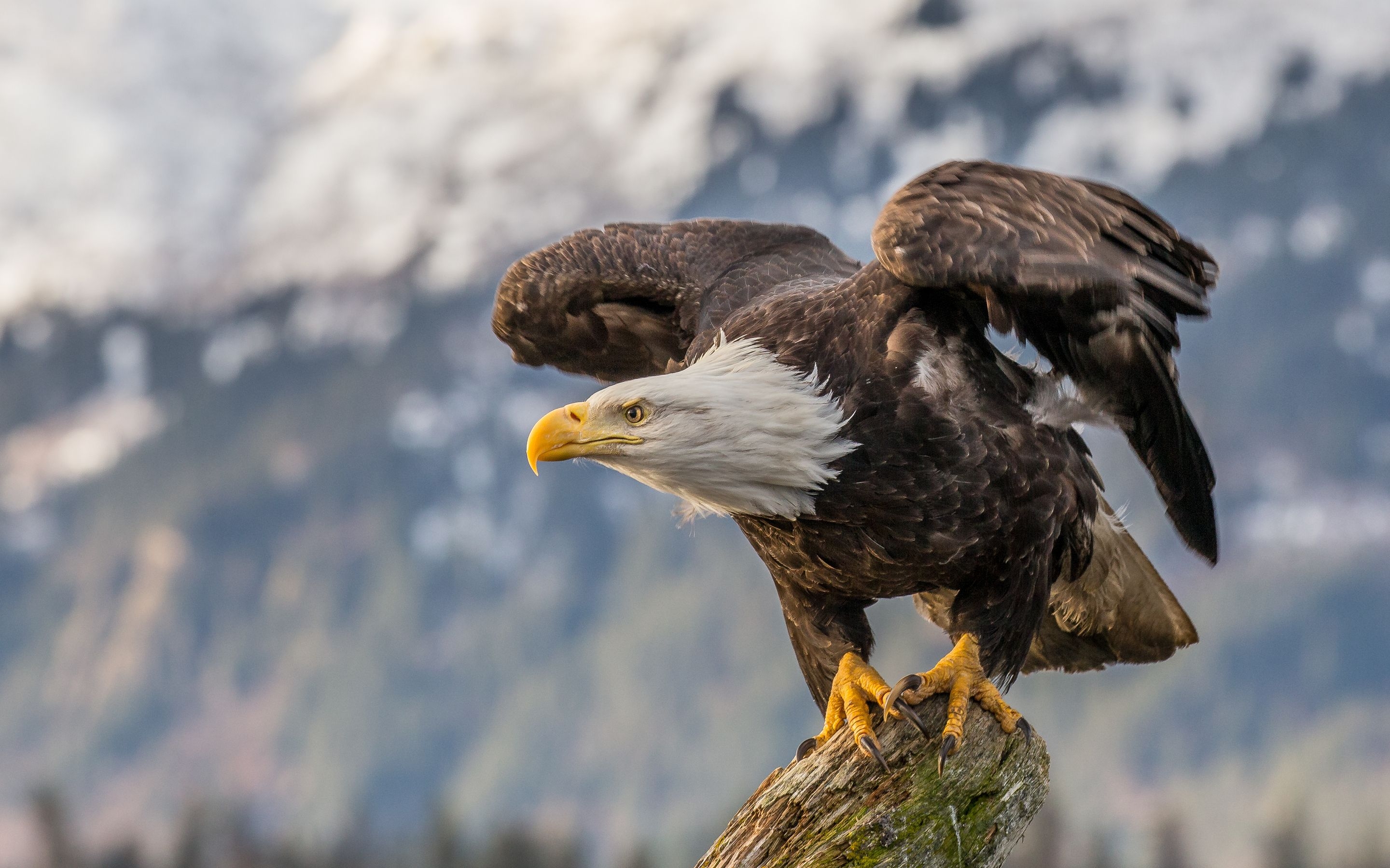 2880x1800 Bald Eagle 4k Macbook Pro Retina HD 4k Wallpaper, Image, Background, Photo and Picture, Desktop