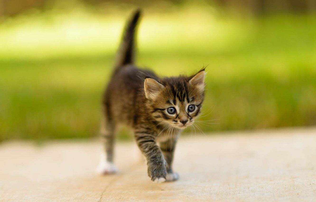 1340x850 Wallpaper cat, summer, grass, look, nature, pose, kitty, grey, Desktop